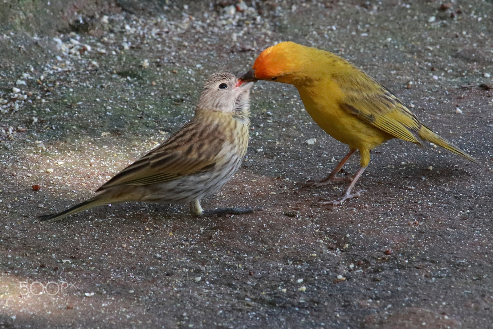 Canon EF-S 55-250mm F4-5.6 IS STM sample photo. Saffron finch photography