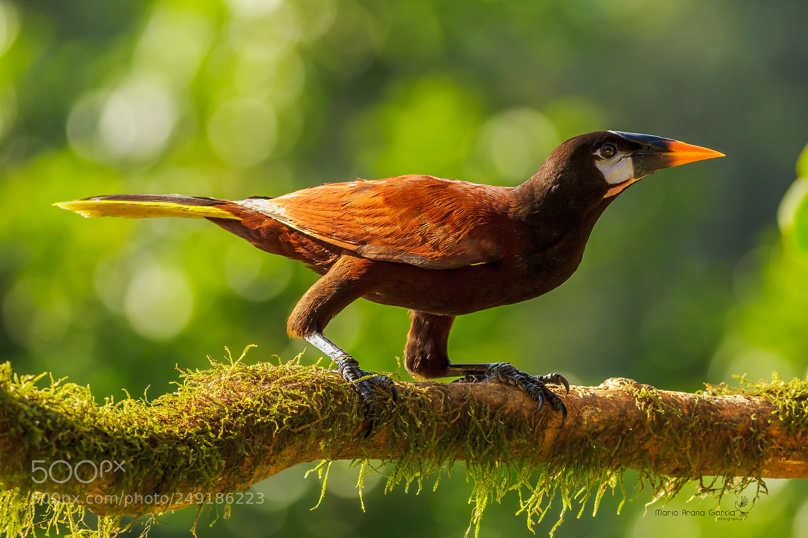 Canon EOS 7D sample photo. Montezuma oropendola photography