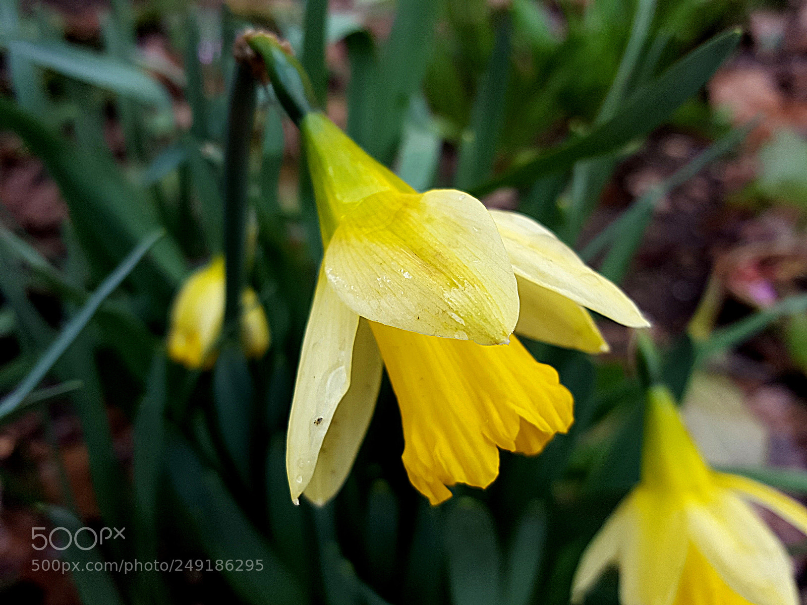 Samsung Galaxy S6 sample photo. Narcisa photography