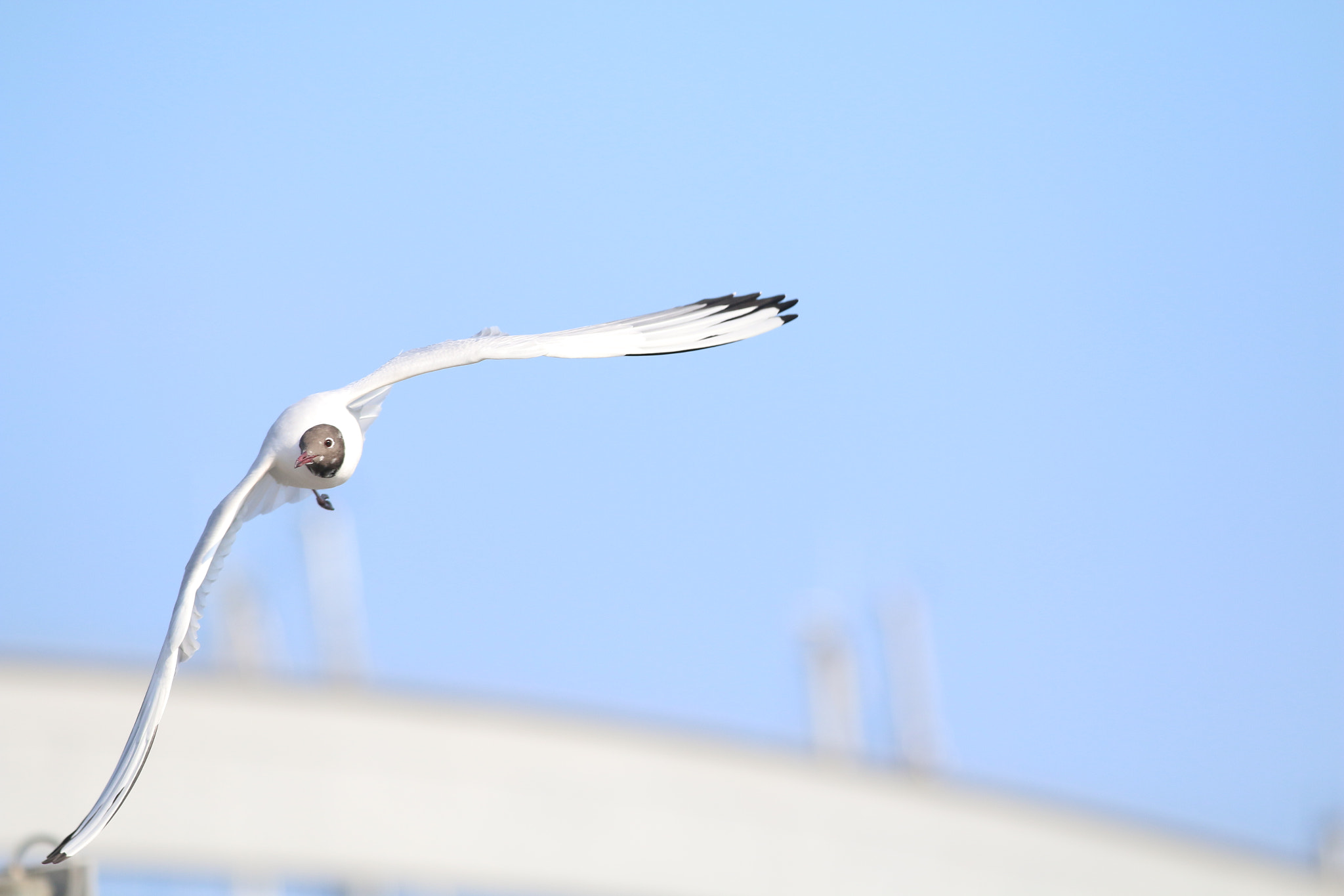 Canon EF 70-200mm F2.8L IS II USM sample photo