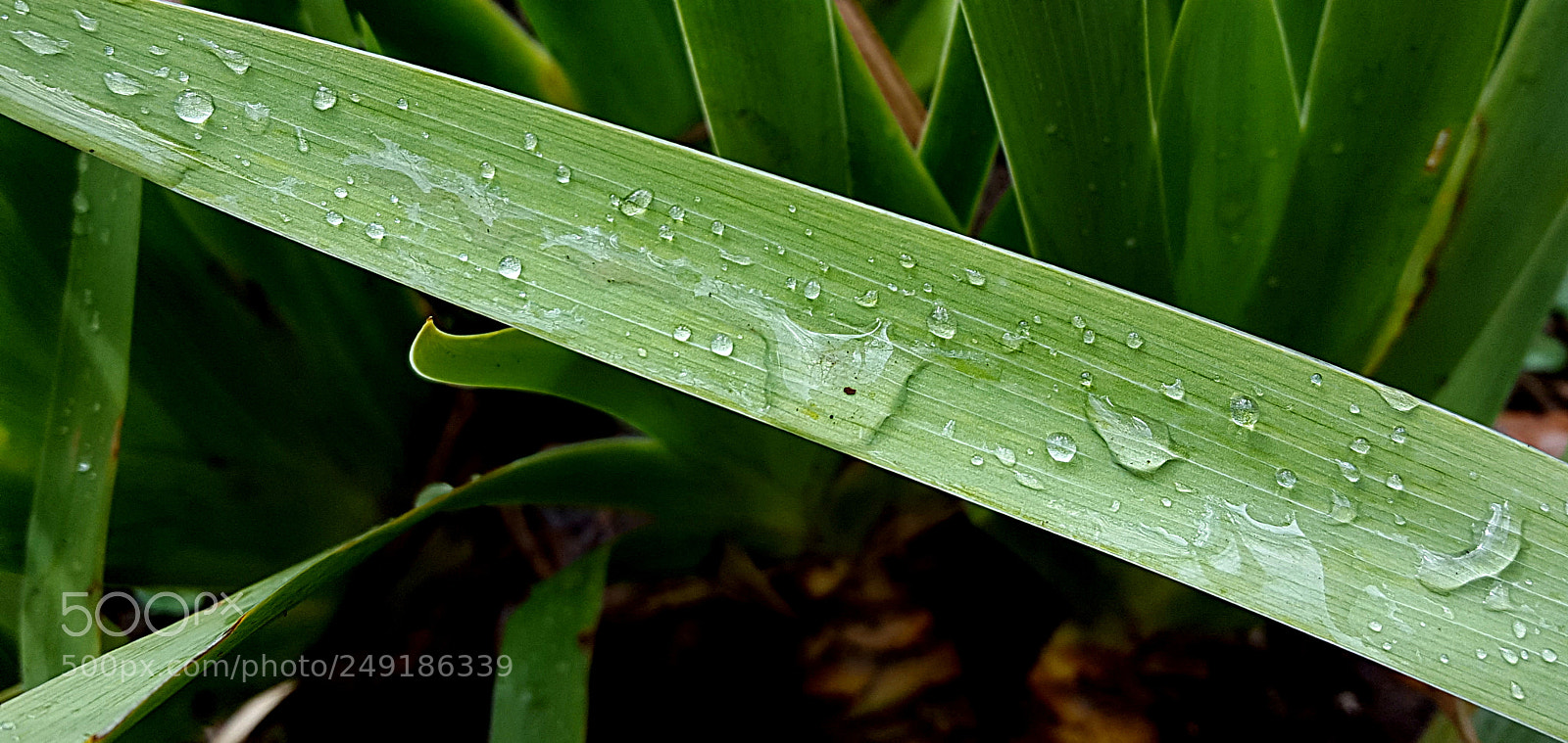 Samsung Galaxy S6 sample photo. Raindrop photography