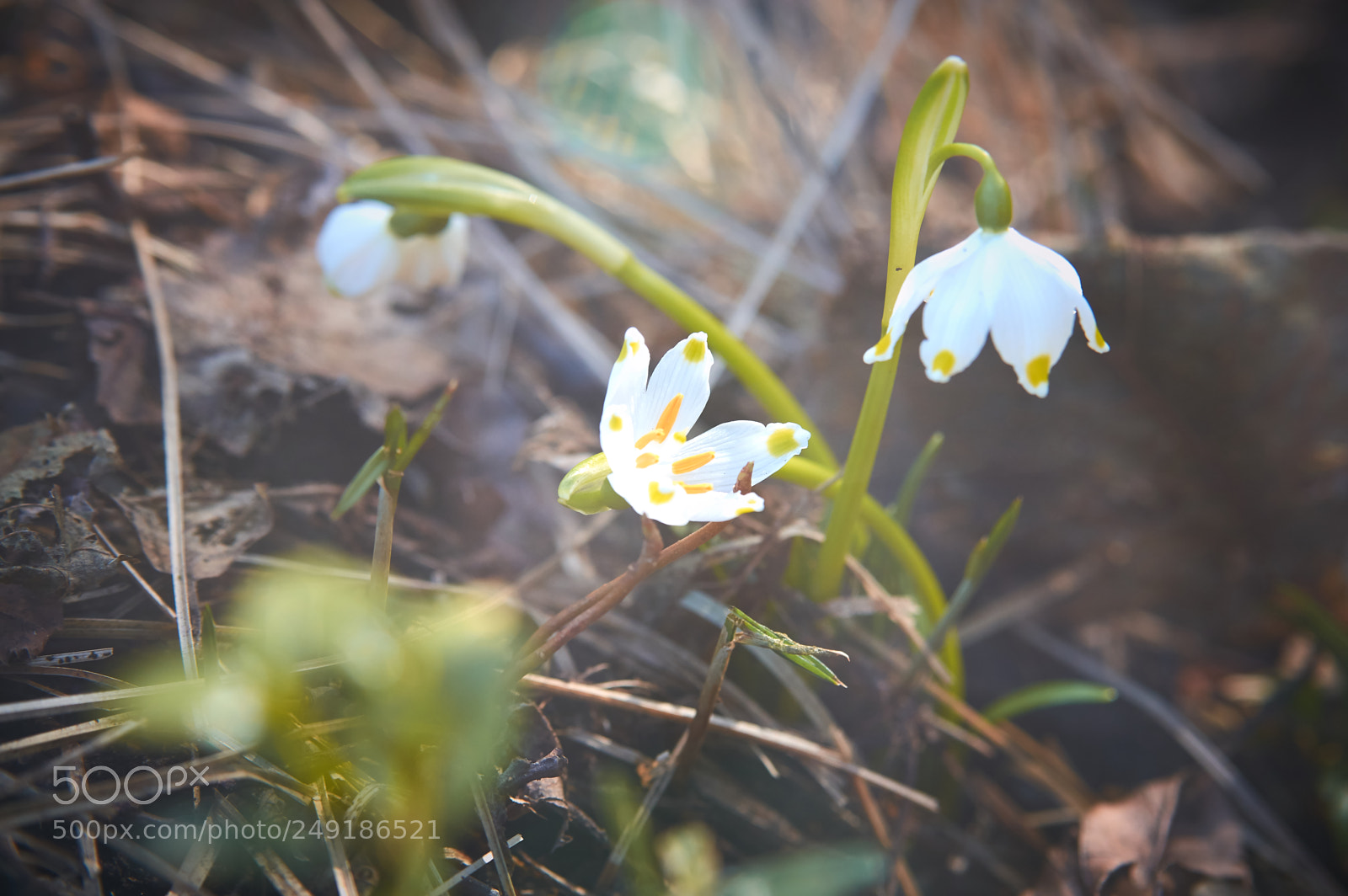 Pentax K-3 II sample photo. Springtime ... photography