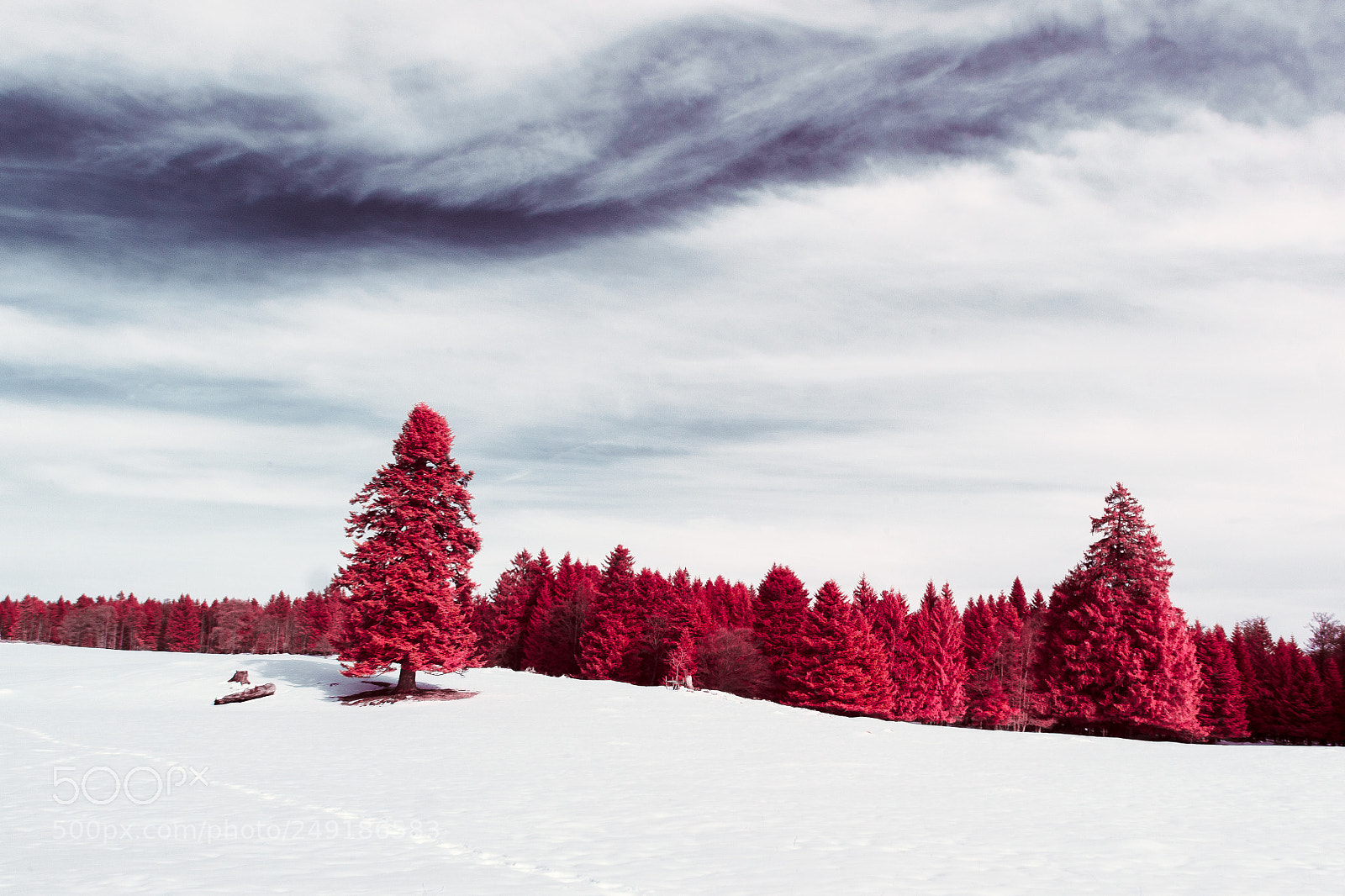 Canon EOS 600D (Rebel EOS T3i / EOS Kiss X5) sample photo. Infrared pines photography
