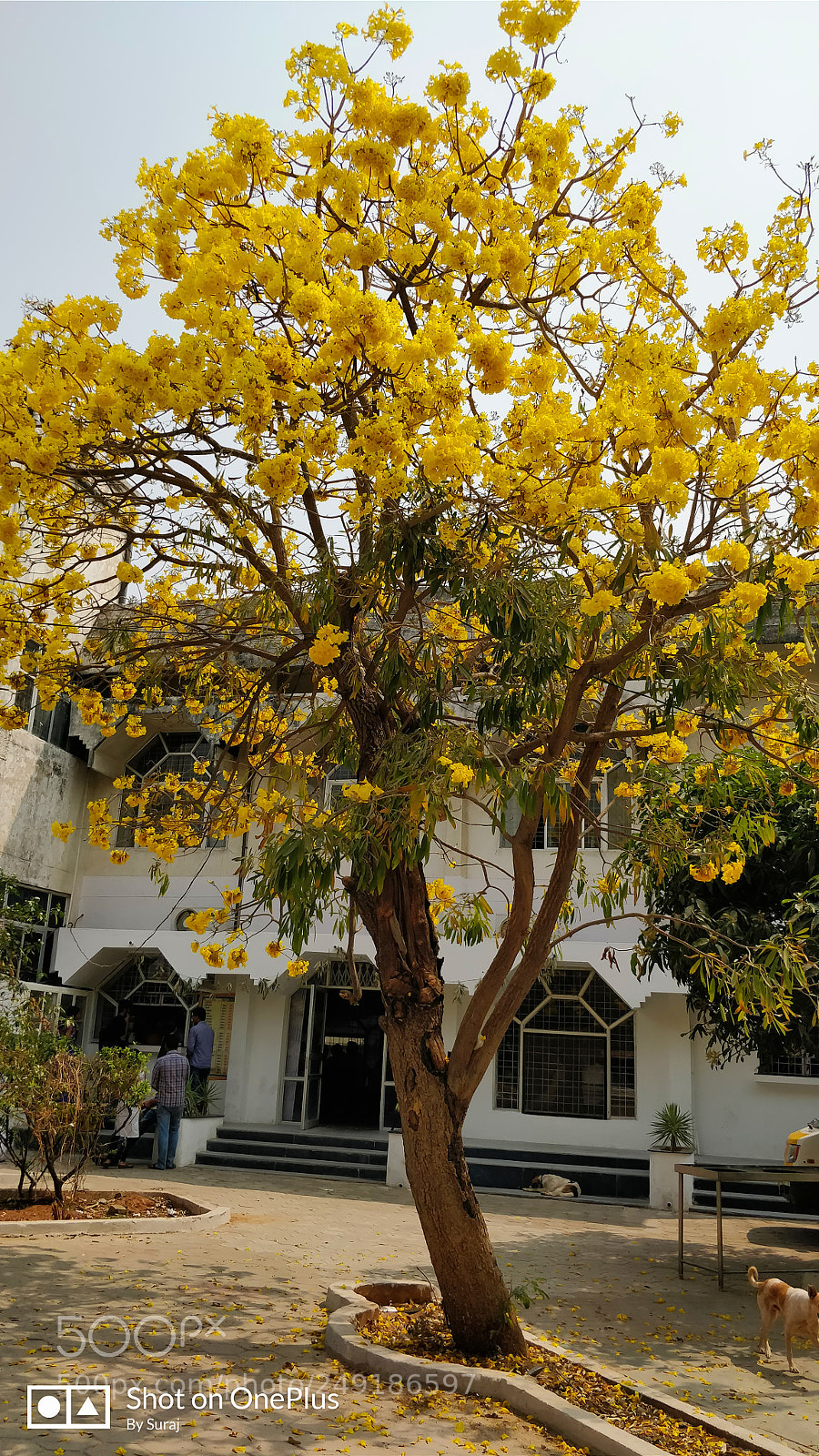 OnePlus 5 sample photo. Yellow photography
