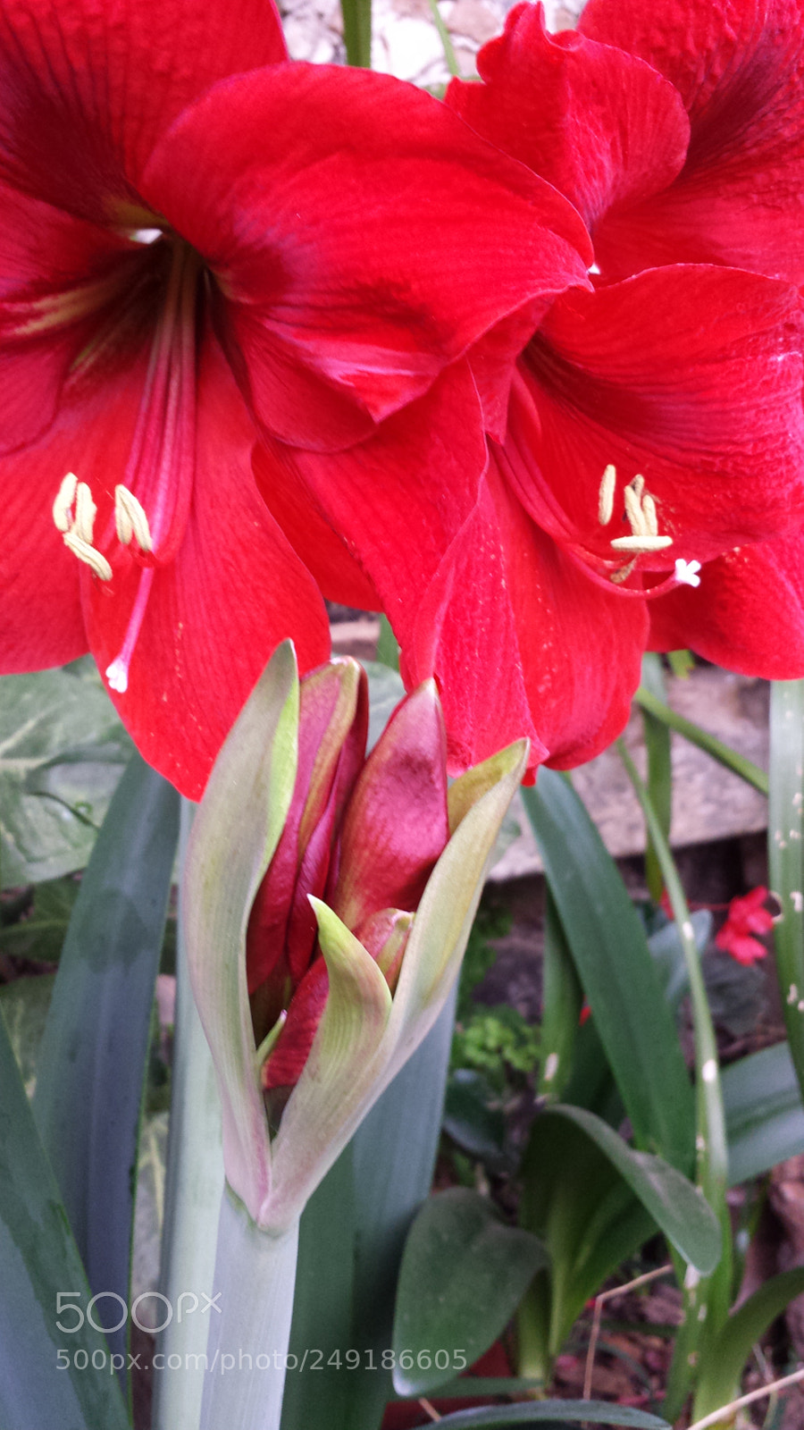 Samsung Galaxy S4 sample photo. Untitled photography