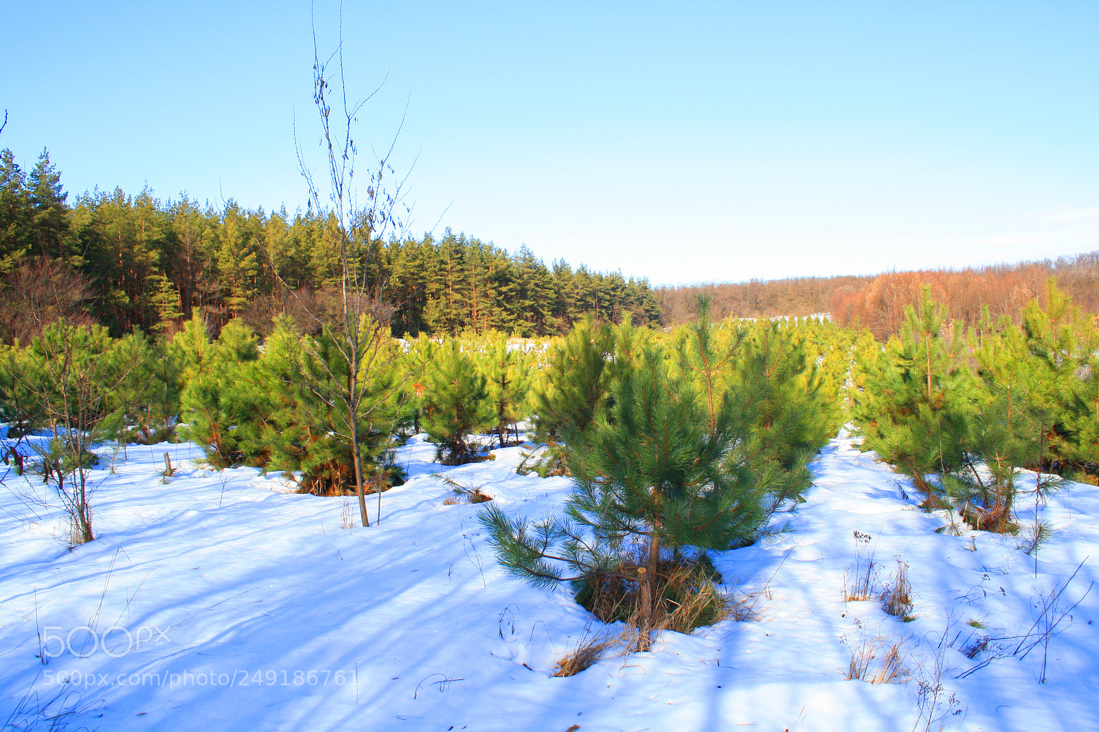 Canon EOS 1000D (EOS Digital Rebel XS / EOS Kiss F) sample photo. Pine forest 1 photography