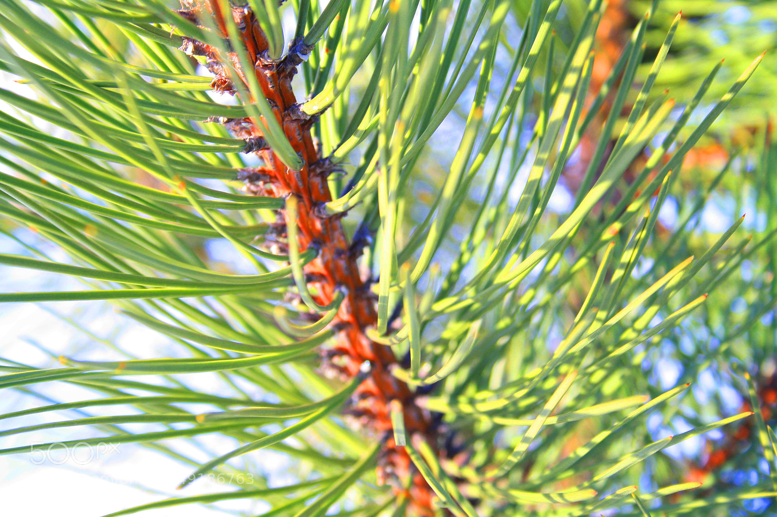 Canon EOS 1000D (EOS Digital Rebel XS / EOS Kiss F) sample photo. Pine wood needles 1 photography