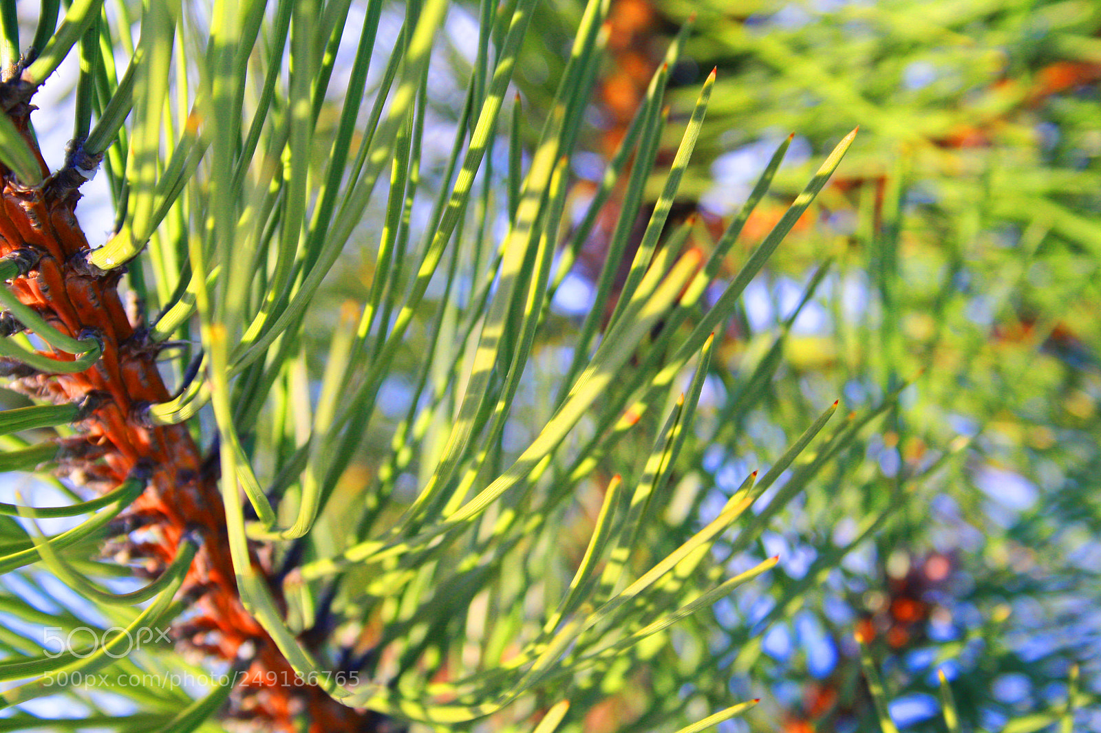 Canon EOS 1000D (EOS Digital Rebel XS / EOS Kiss F) sample photo. Pine wood needles 2 photography
