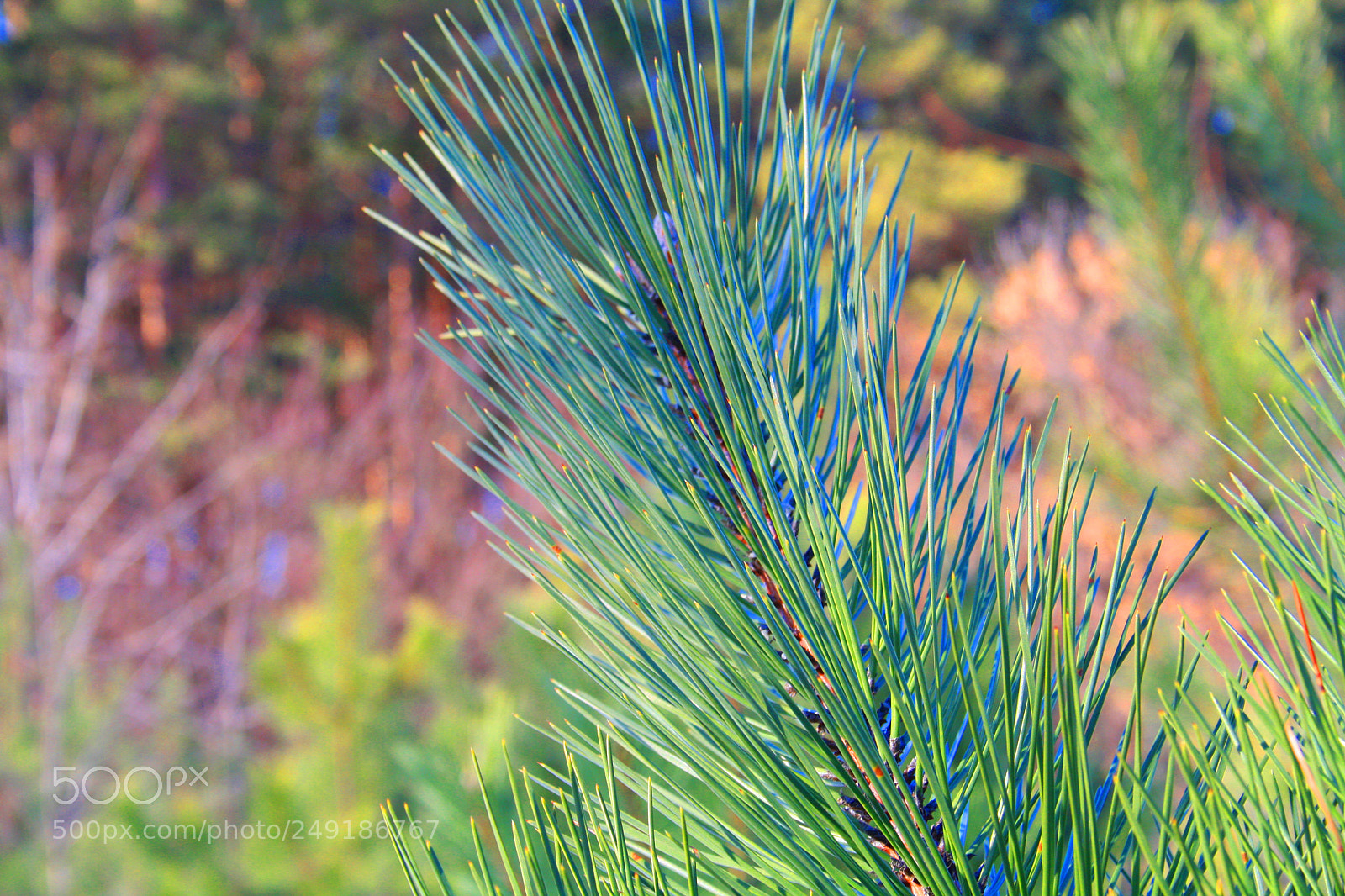 Canon EOS 1000D (EOS Digital Rebel XS / EOS Kiss F) sample photo. Pine wood needles 3 photography