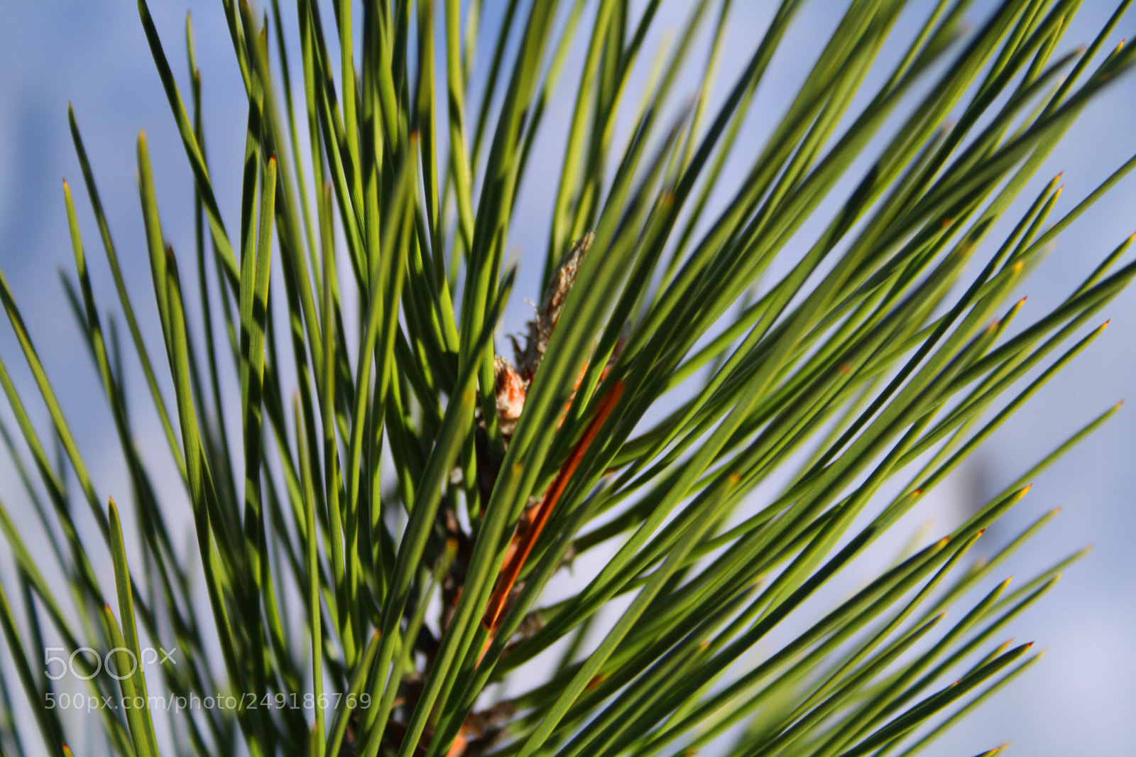Canon EOS 1000D (EOS Digital Rebel XS / EOS Kiss F) sample photo. Pine wood needles 3 photography