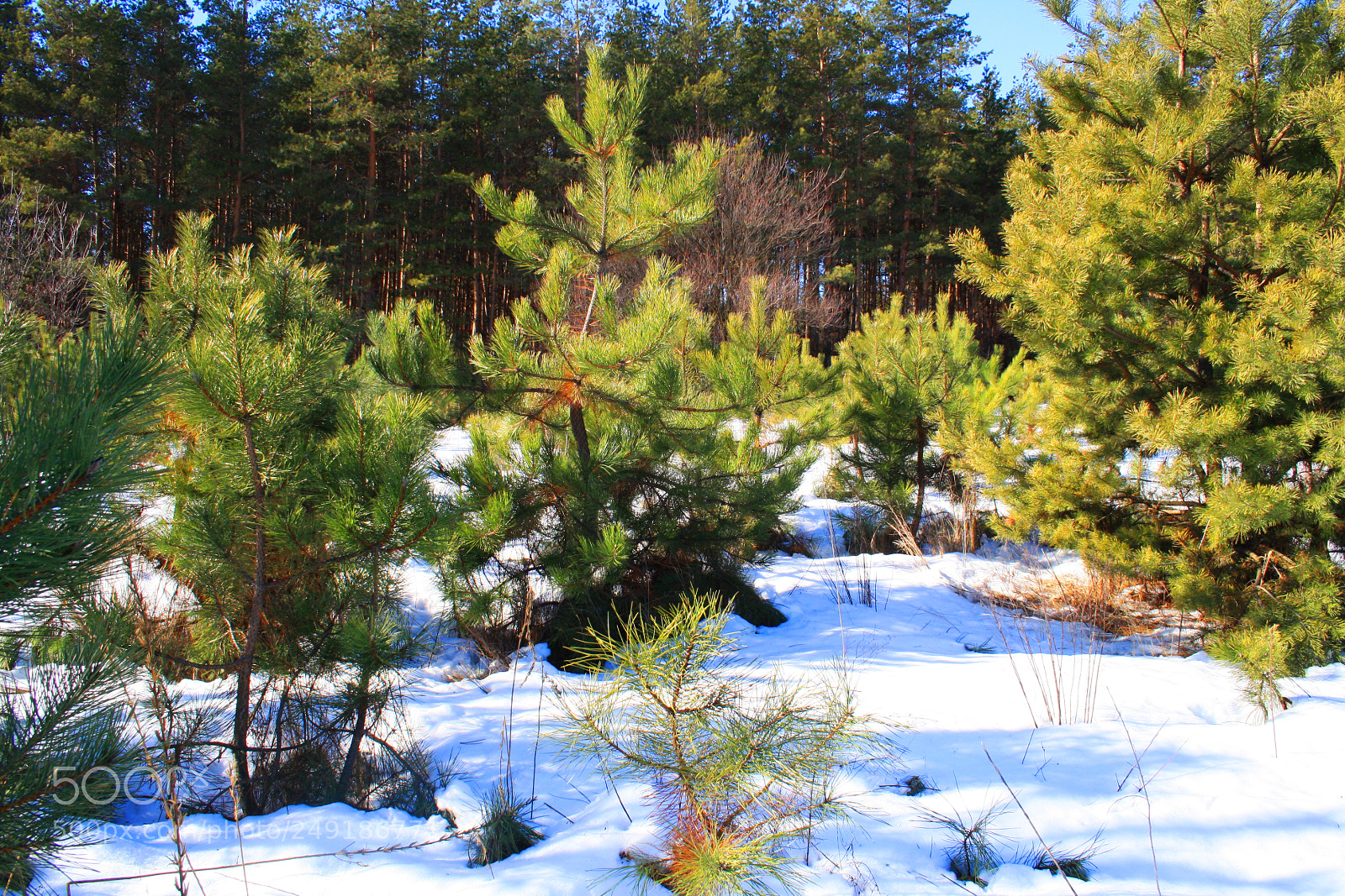Canon EOS 1000D (EOS Digital Rebel XS / EOS Kiss F) sample photo. Pine forest 2 photography