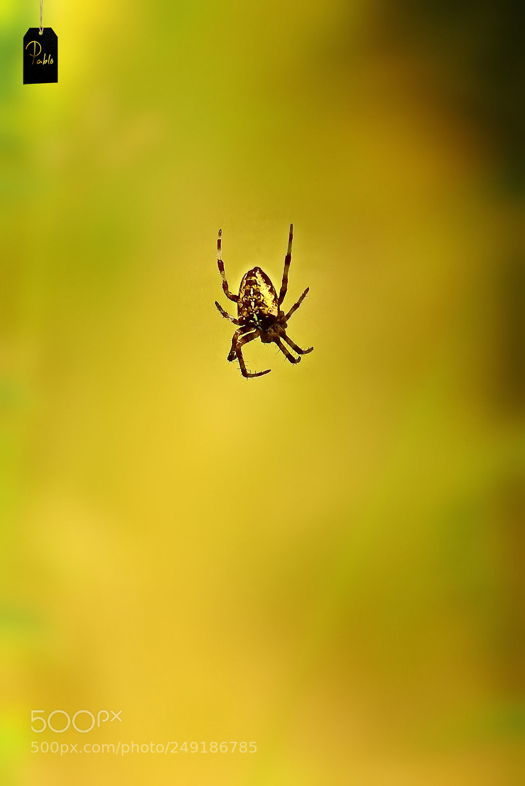 Sony DSC-R1 sample photo. "spider golden armor"... photography