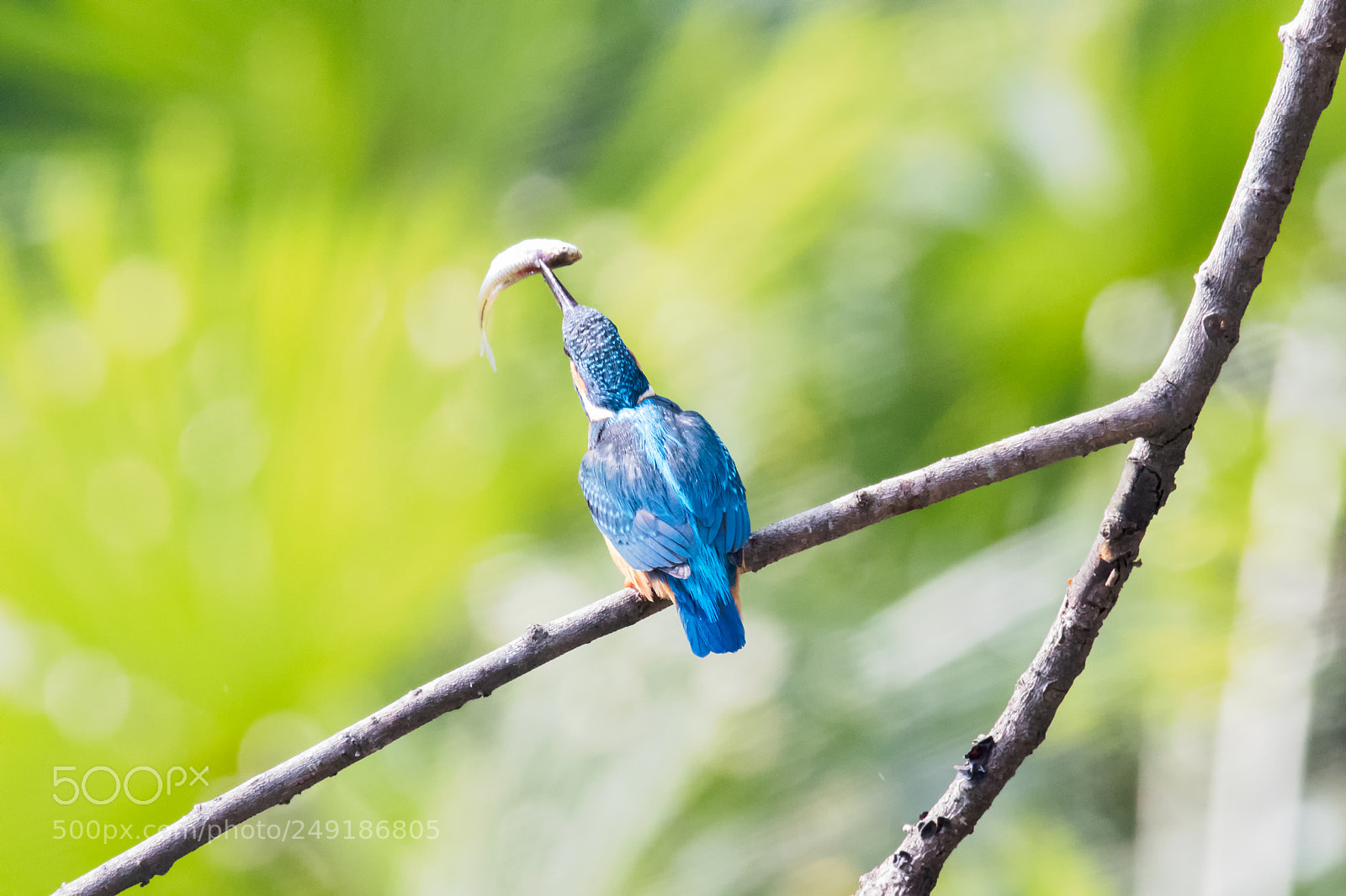 Canon EOS 80D sample photo. Kingfisher2 photography