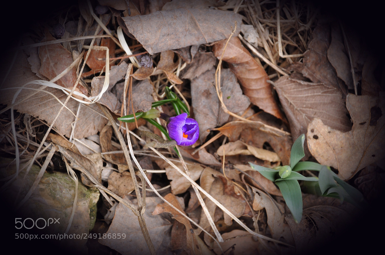 Nikon D300 sample photo. The promise of spring photography