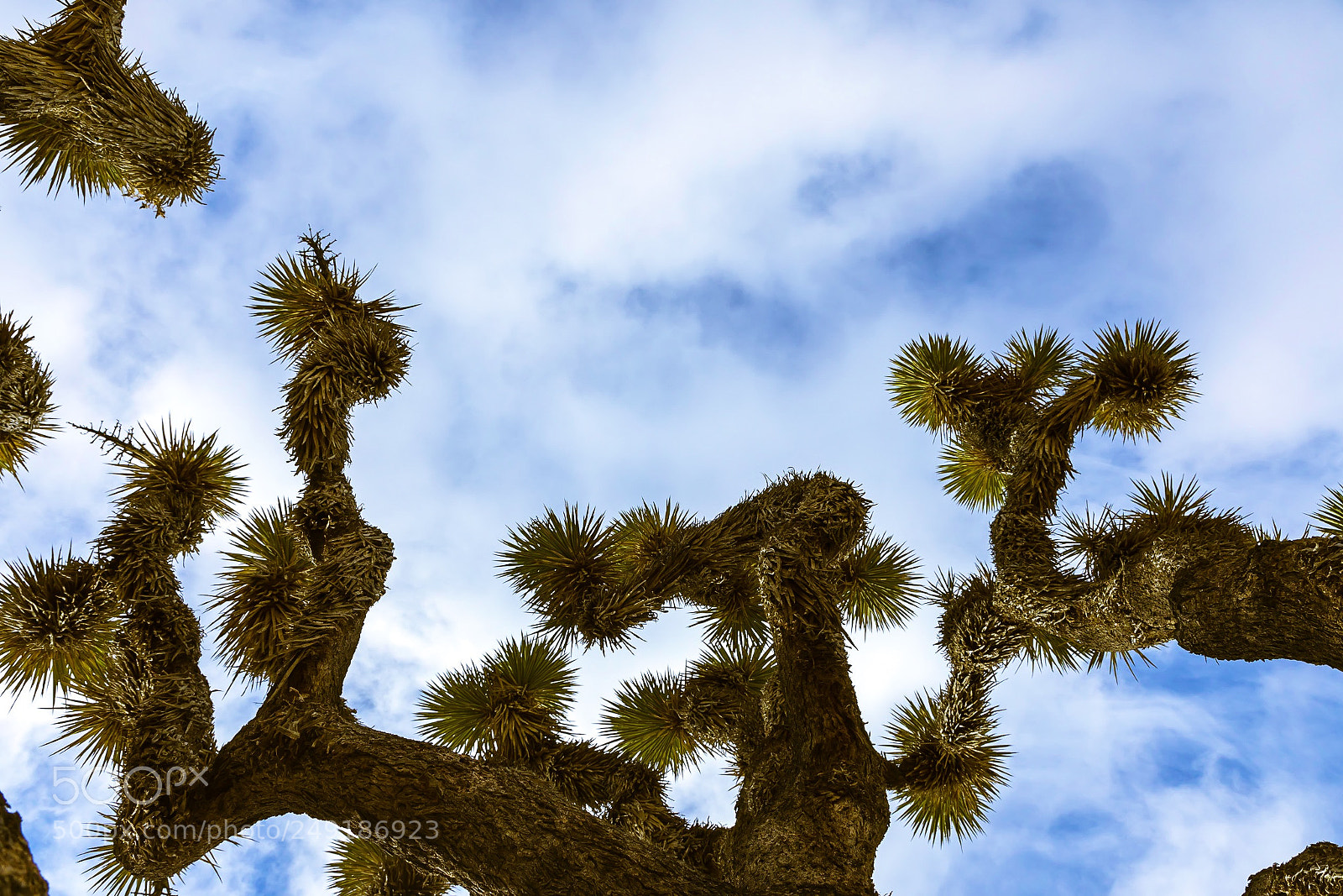 Canon EOS 5D Mark IV sample photo. Twisty branches photography