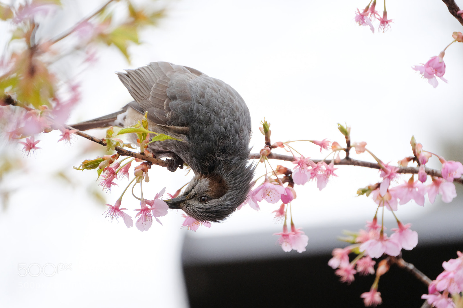 Fujifilm X-H1 sample photo. Honey thief photography