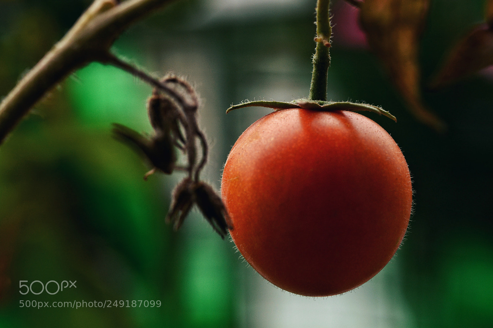 Nikon D7100 sample photo. Untitled photography