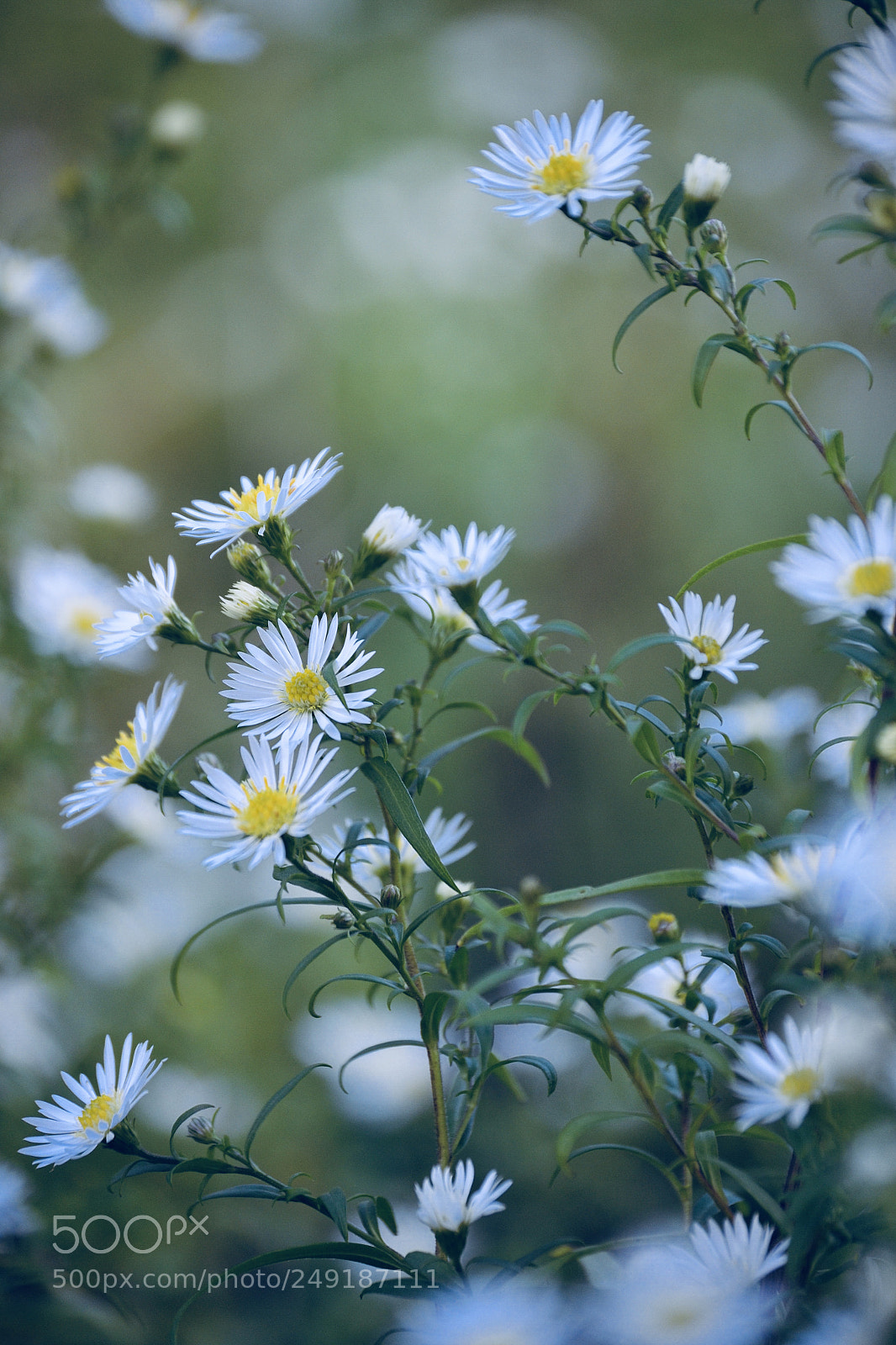 Nikon D3100 sample photo. Lots of daisys photography