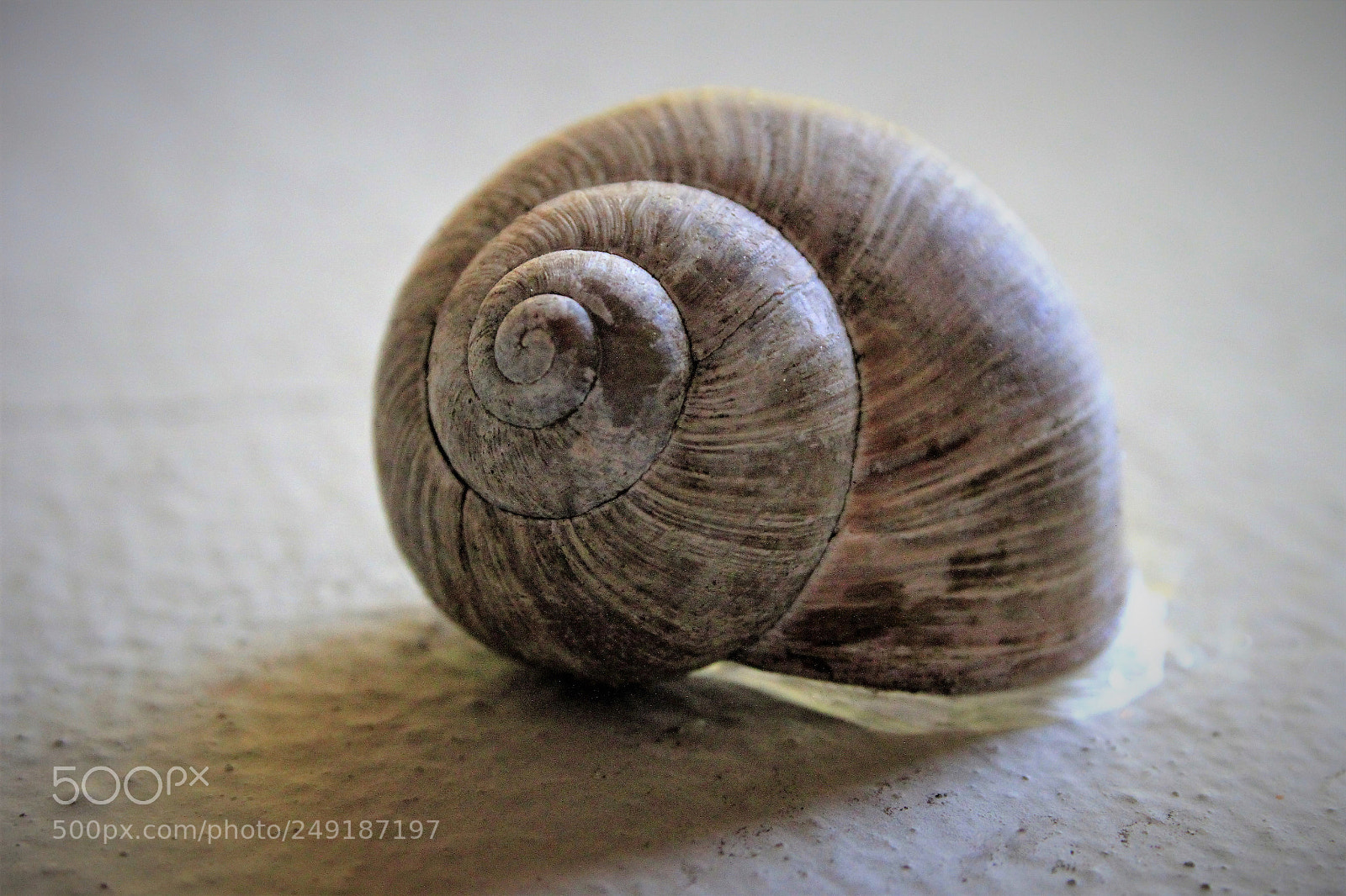 Canon EOS 500D (EOS Rebel T1i / EOS Kiss X3) sample photo. Hibernation photography