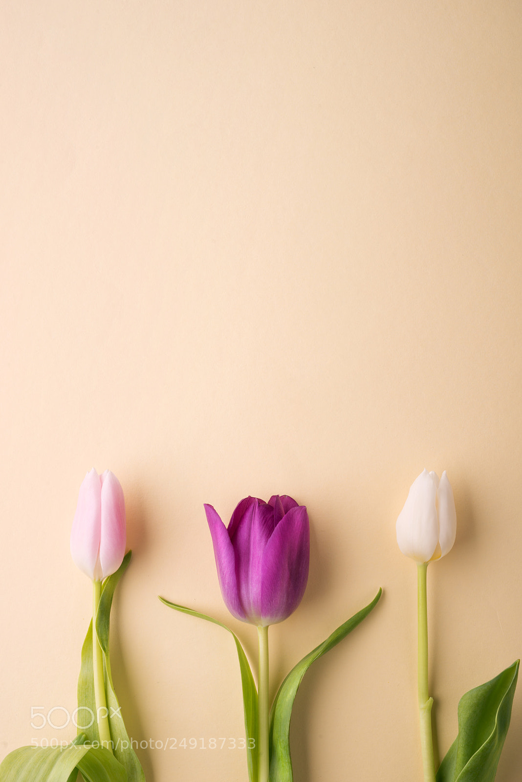 Nikon D800 sample photo. Easter and spring flat photography