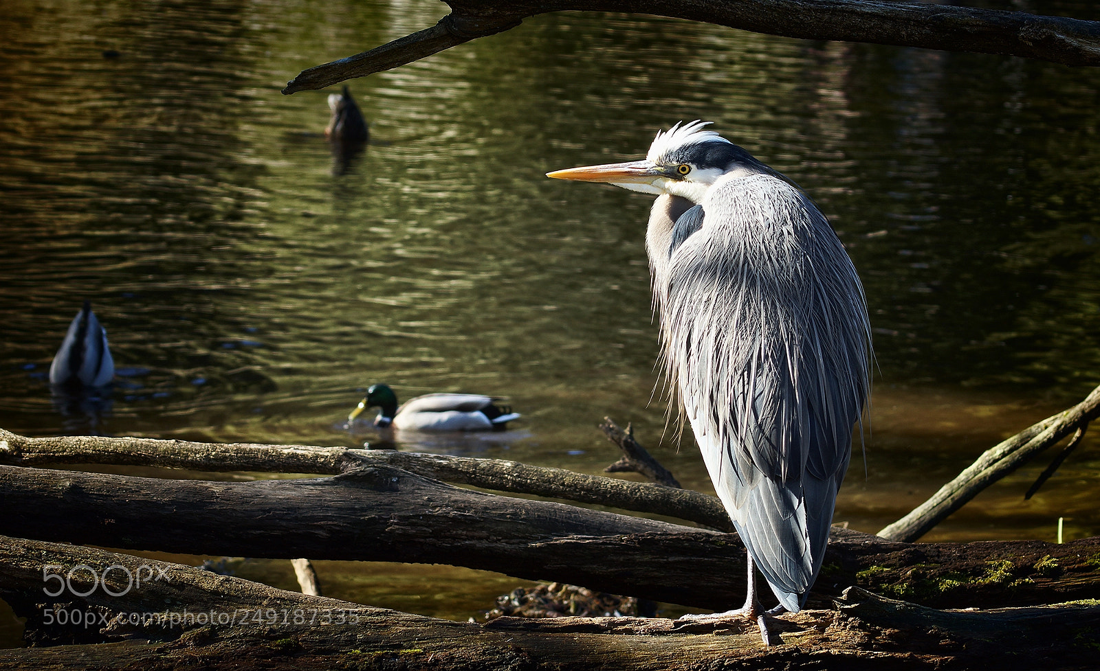 Sony SLT-A77 sample photo. Blue heron photography