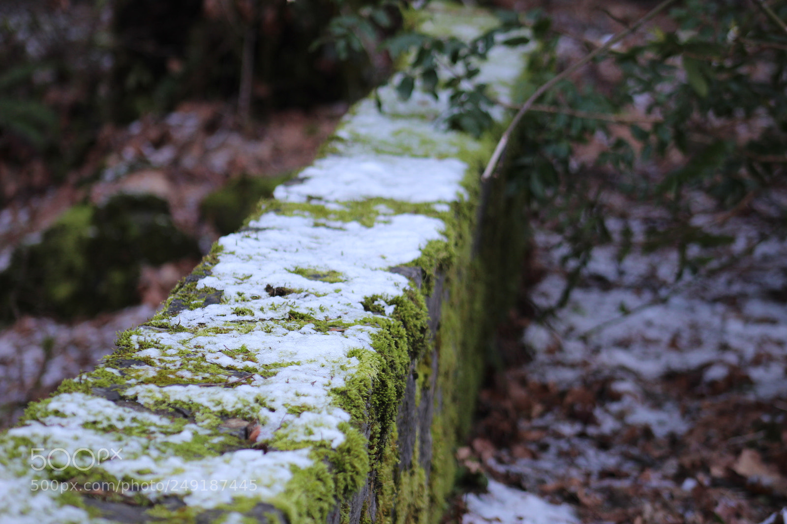 Canon EF 75-300mm f/4-5.6 sample photo. Snowy and mossy photography
