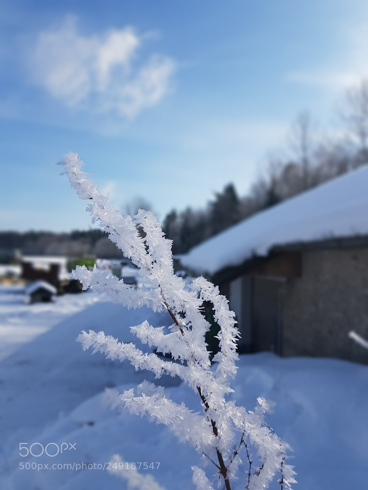 Samsung Galaxy S7 sample photo. Frosted photography