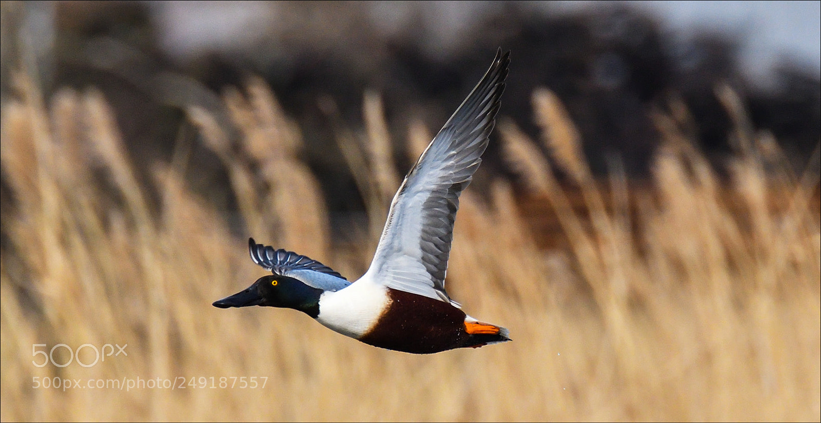 Nikon D500 sample photo. Flying bird photography