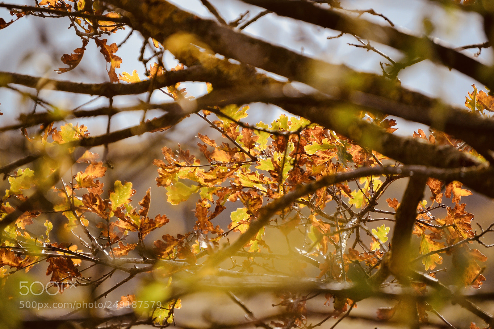 Nikon D3100 sample photo. Golden tree photography