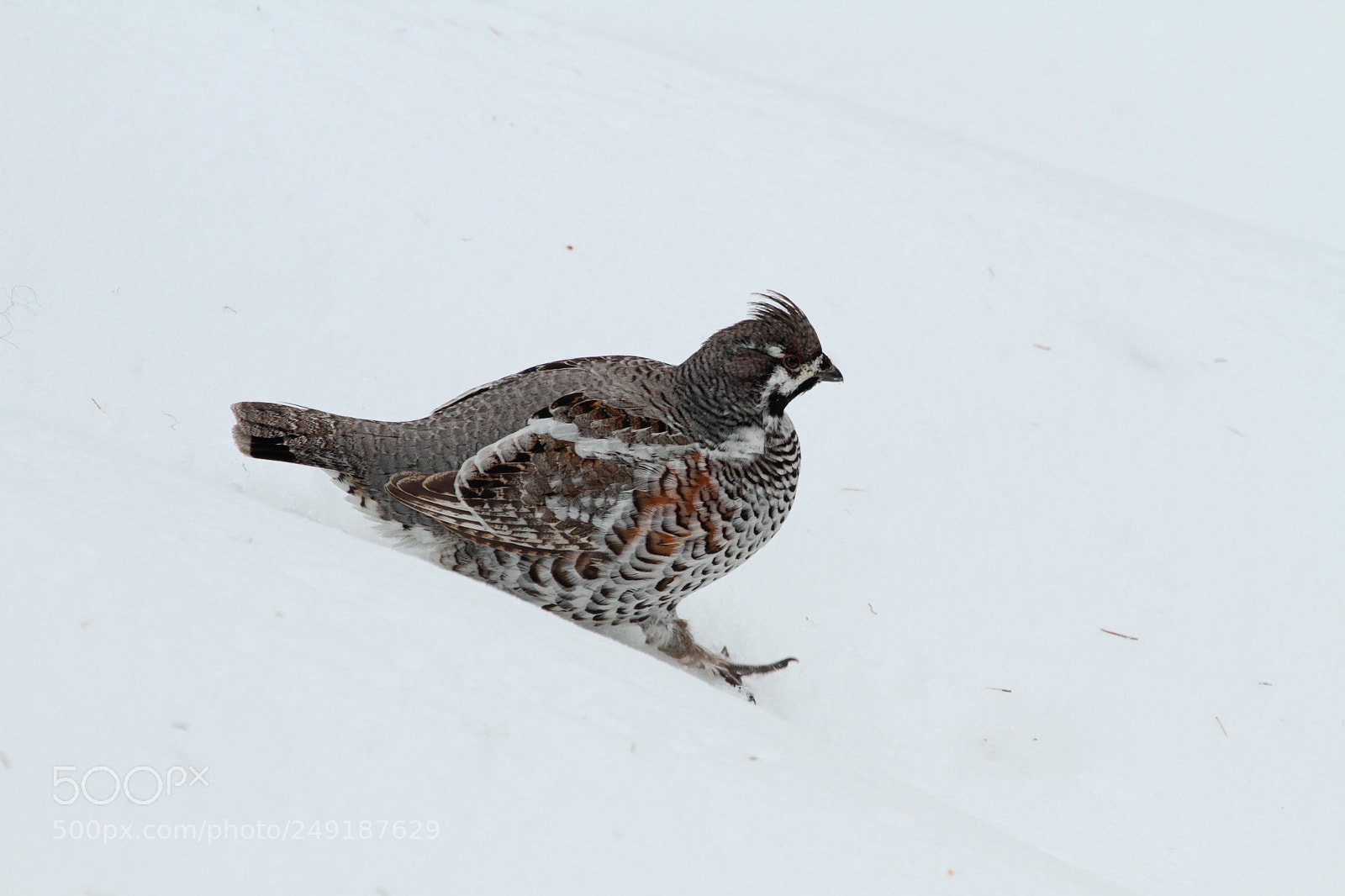 Canon EOS 7D sample photo. Downhill photography