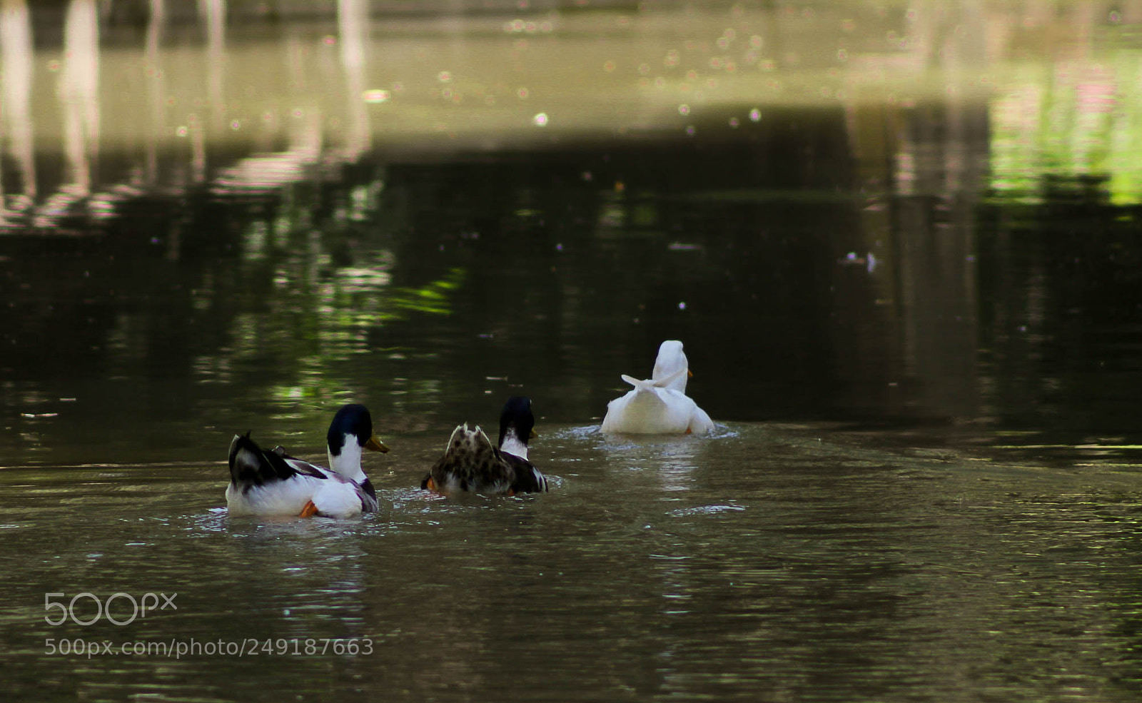 Canon EOS 600D (Rebel EOS T3i / EOS Kiss X5) sample photo. Los tres patitos photography
