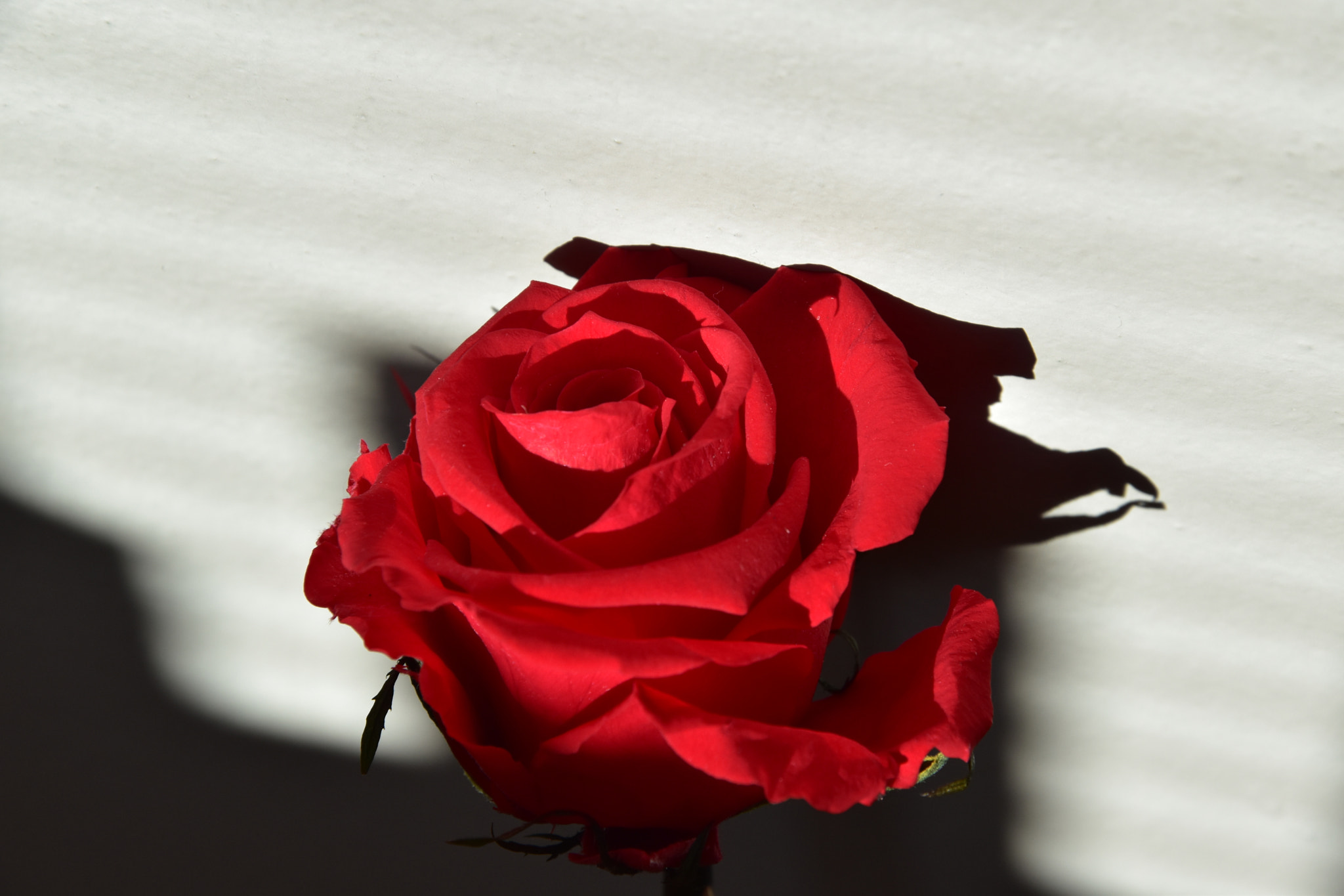 Nikon D5500 sample photo