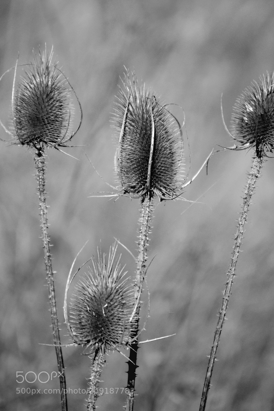 Nikon D3100 sample photo. Monochrome photography