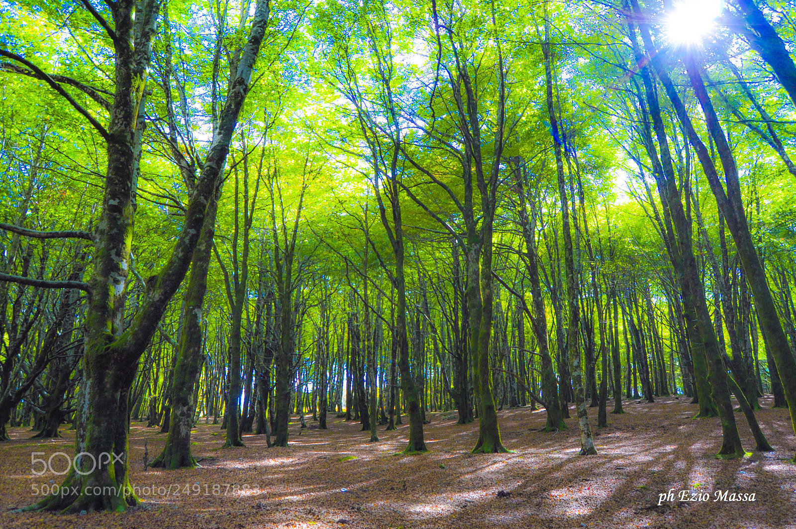 Nikon D5000 sample photo. Zomaro photography