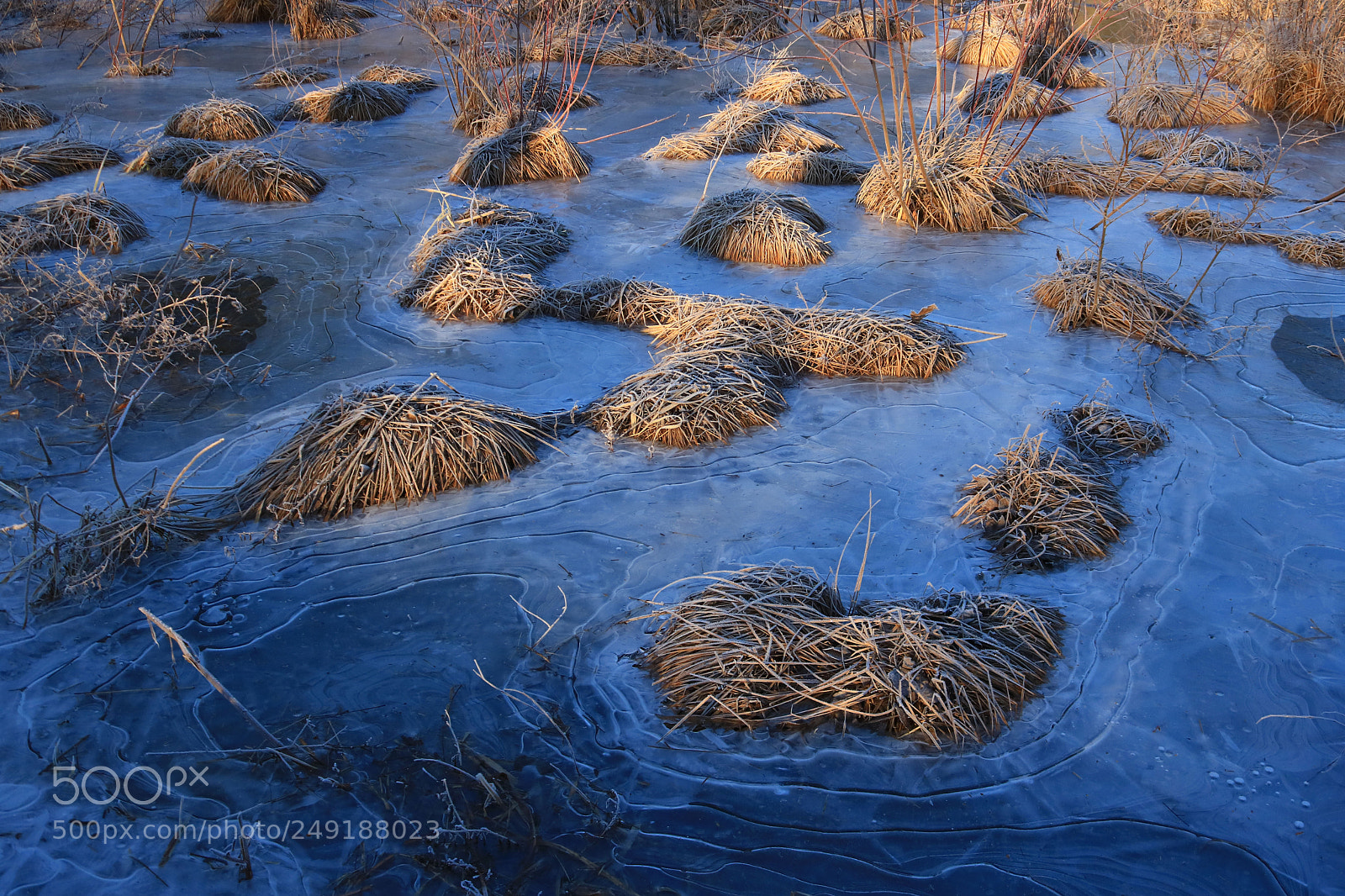 Canon EOS 750D (EOS Rebel T6i / EOS Kiss X8i) sample photo. Grass and ice photography