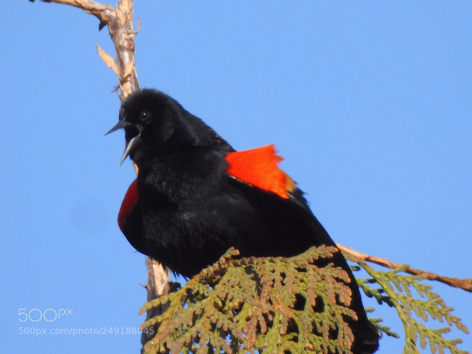 Nikon Coolpix P900 sample photo. Red winged blacbird photography