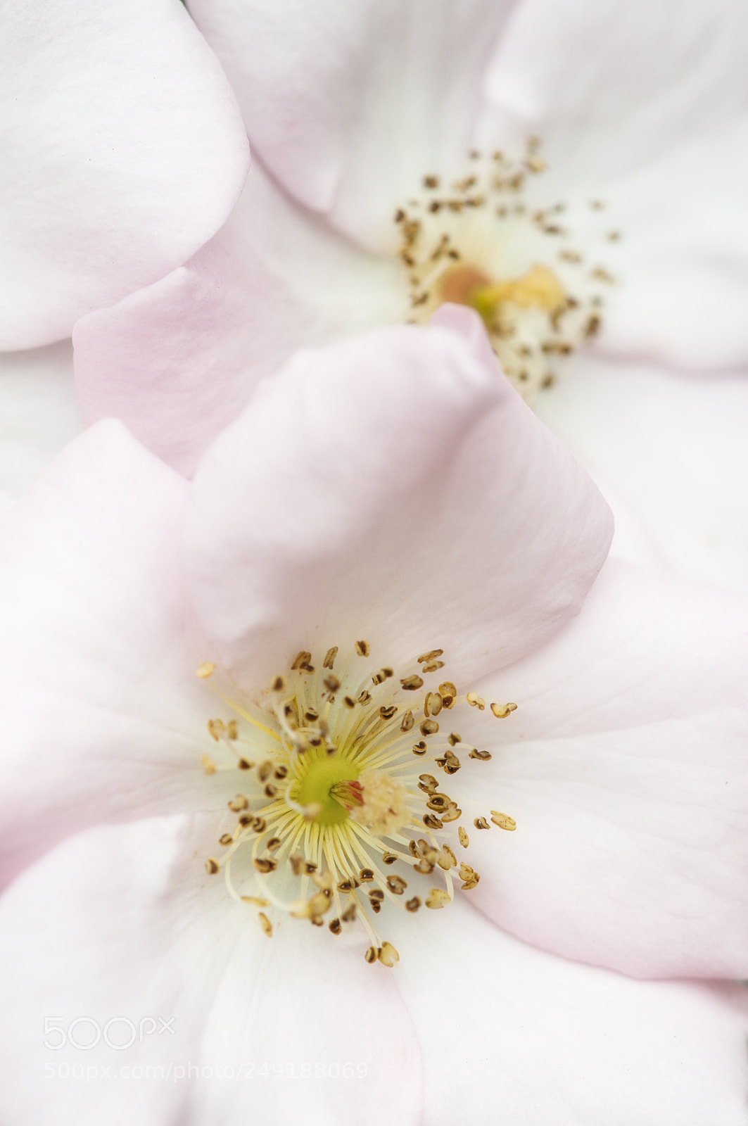 Nikon D300S sample photo. Delicate blush photography
