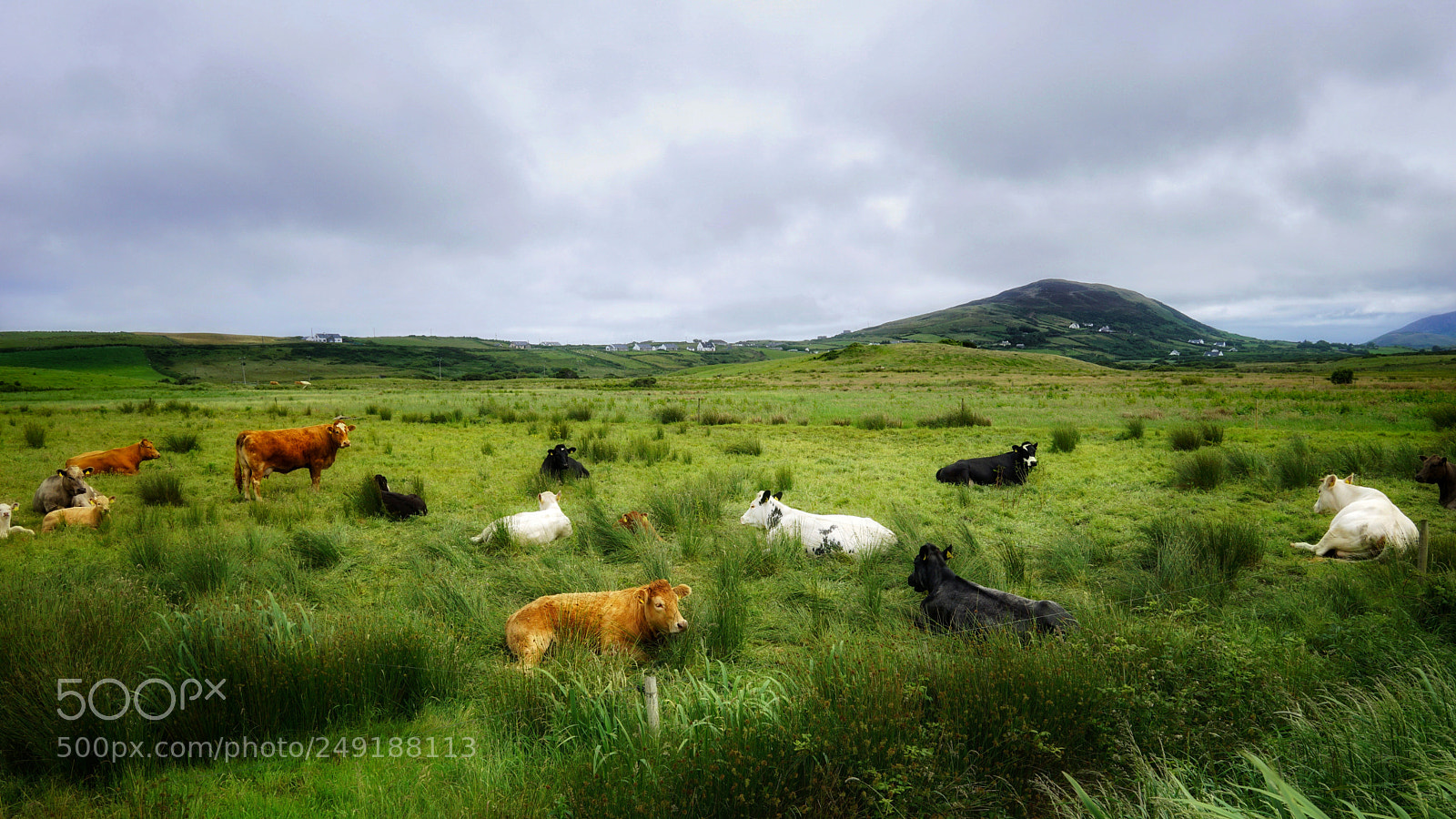 Sony a6000 sample photo. Relaxed irish cows photography