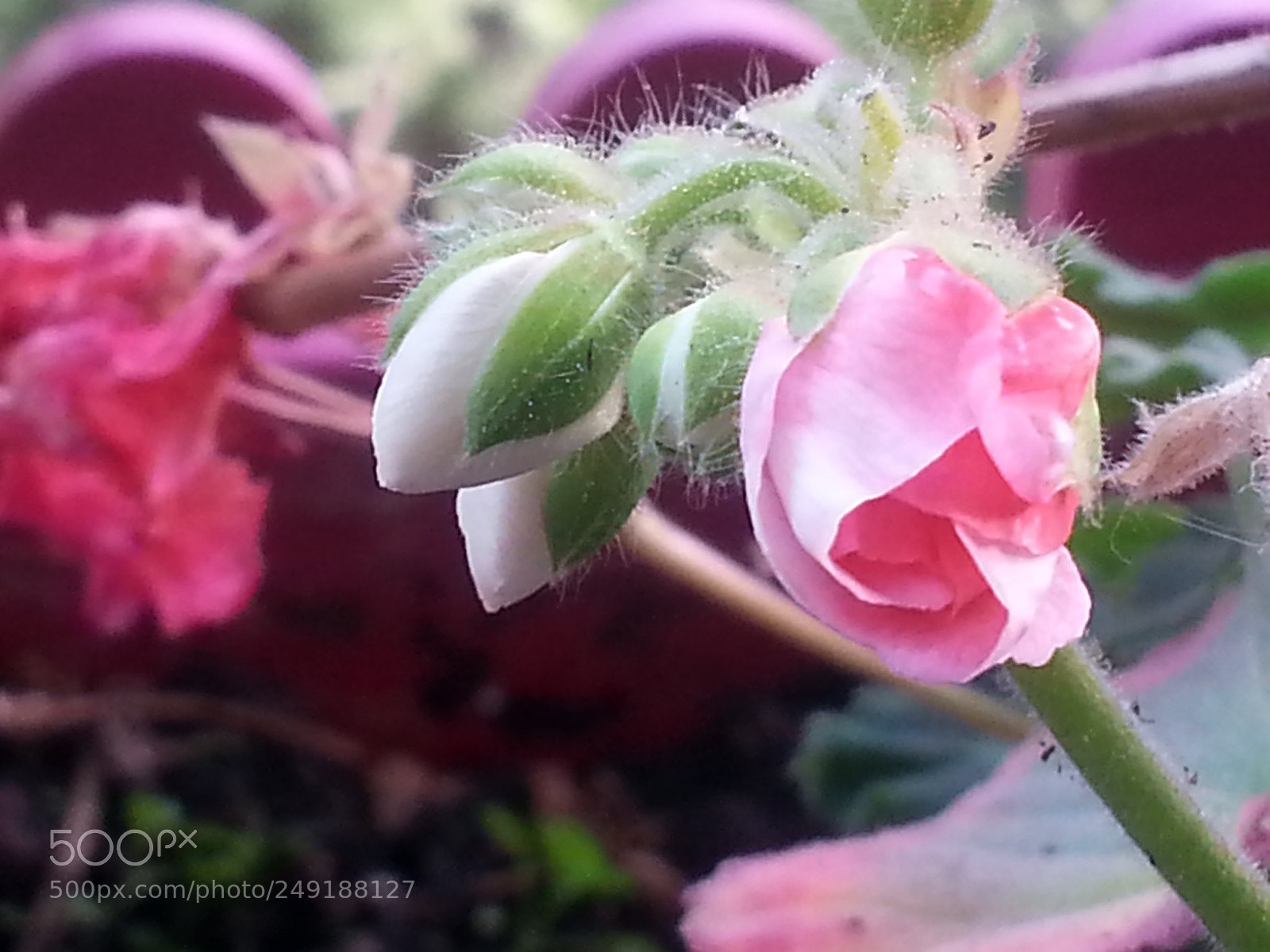 Samsung Galaxy Note2 sample photo. Untitled photography