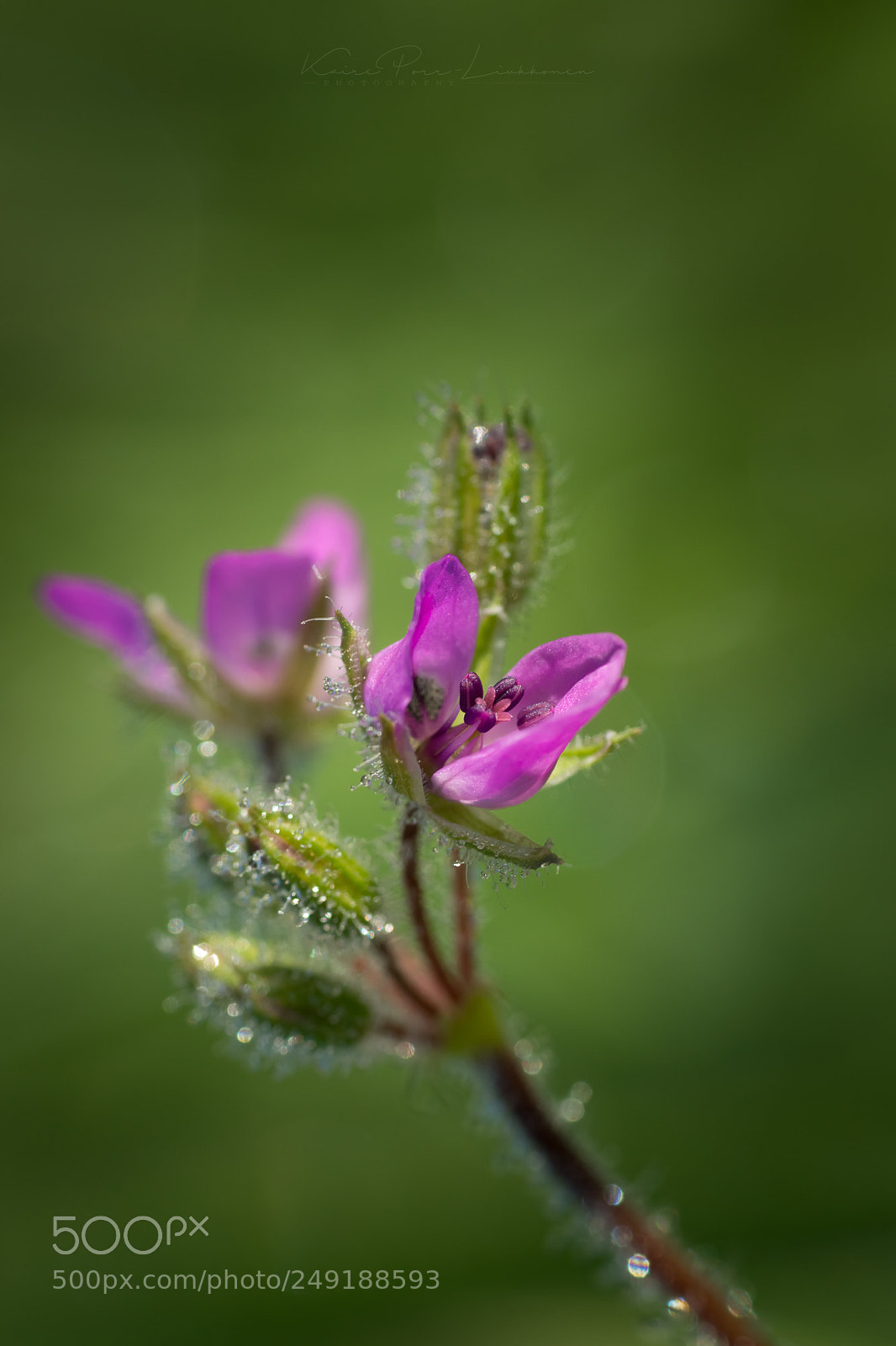 Sony SLT-A77 sample photo. . photography