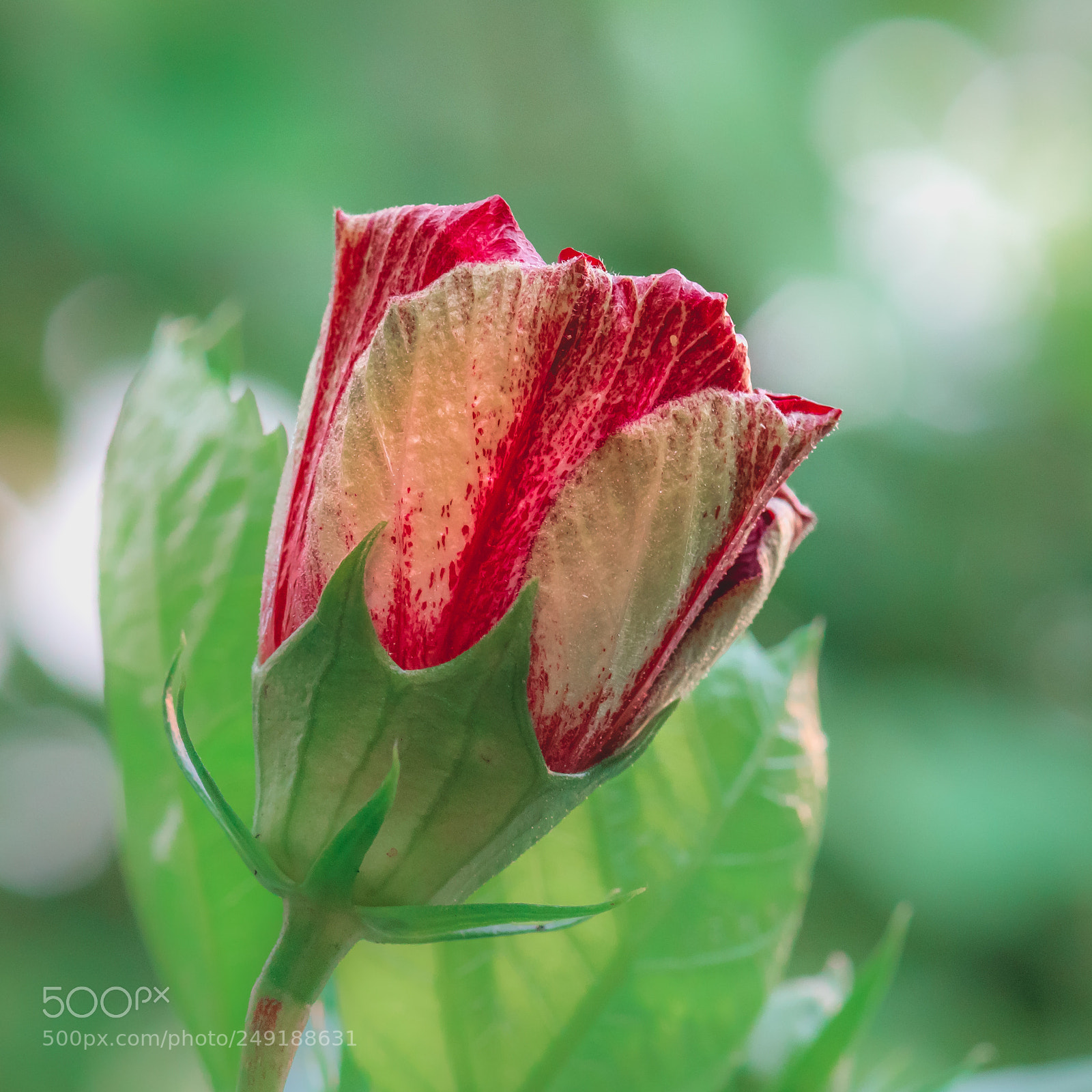 Nikon D5500 sample photo. Pink hibiscus flowers are photography