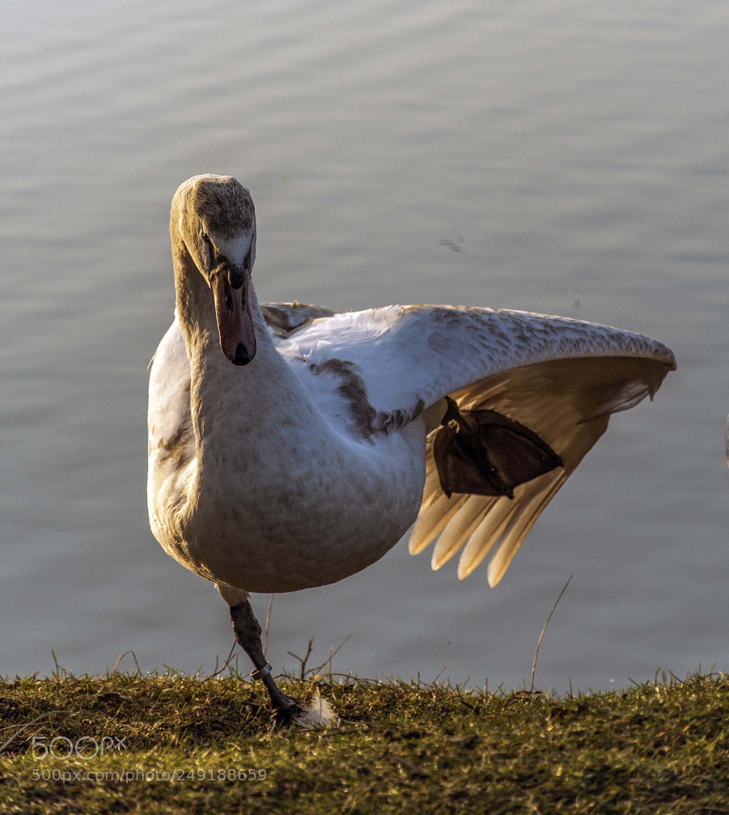 Nikon D500 sample photo. Shake a leg photography