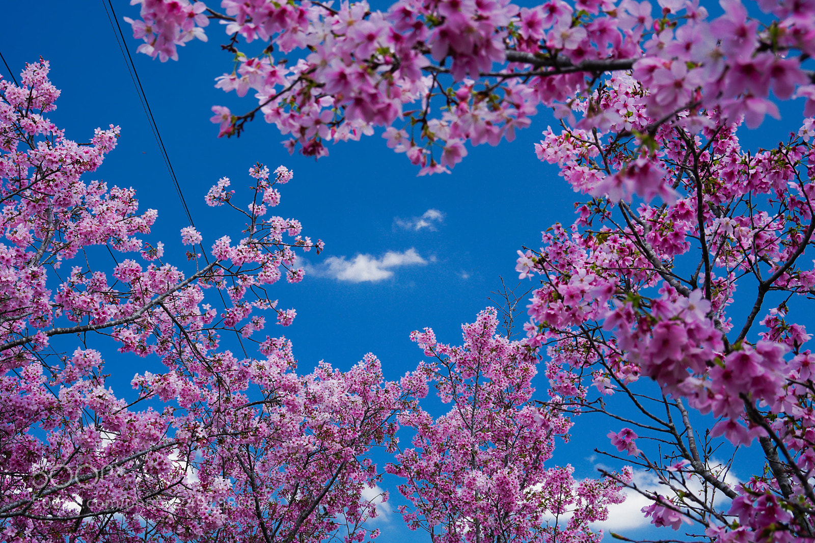 Sony a6300 sample photo. 心花朵朵開 photography