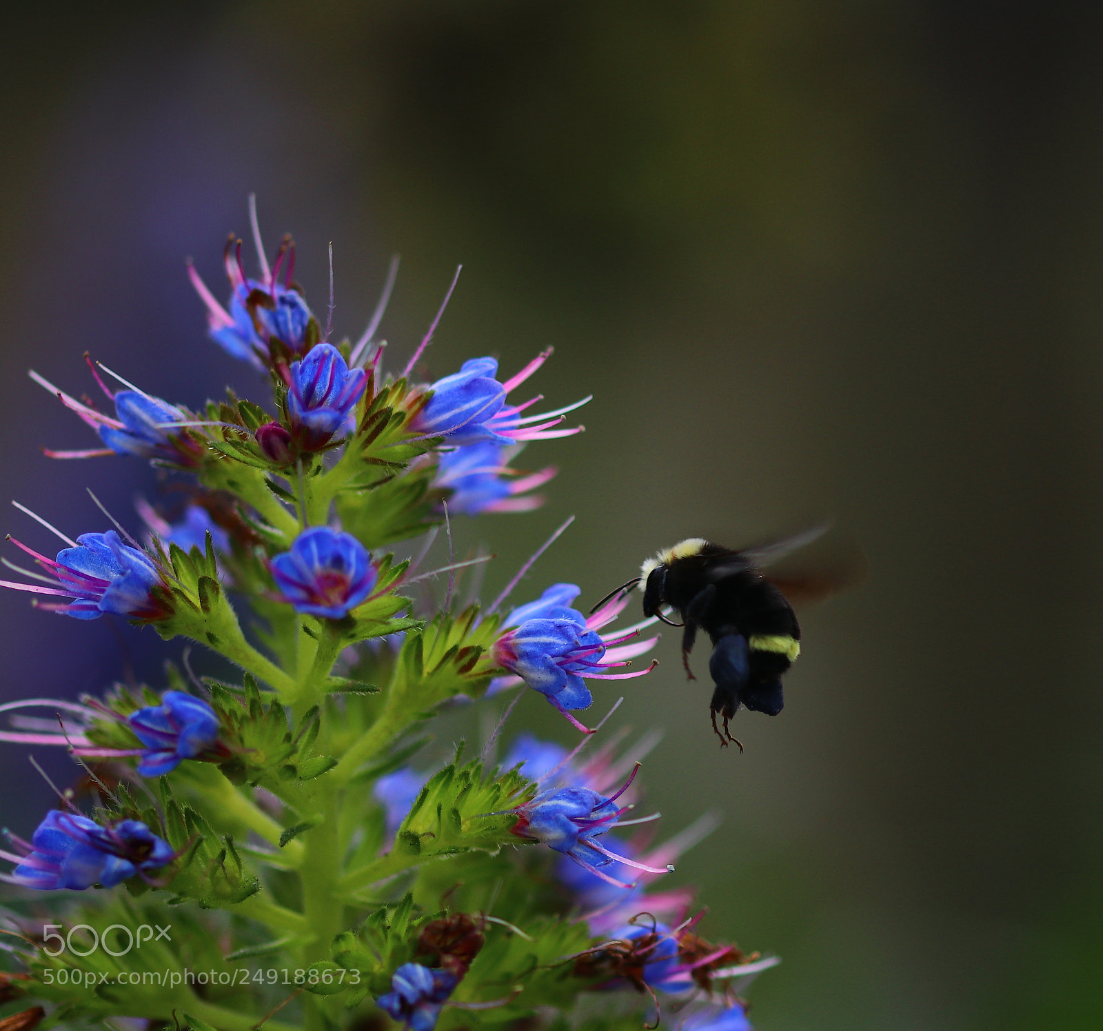 Canon EOS 80D sample photo. Bee in spring photography