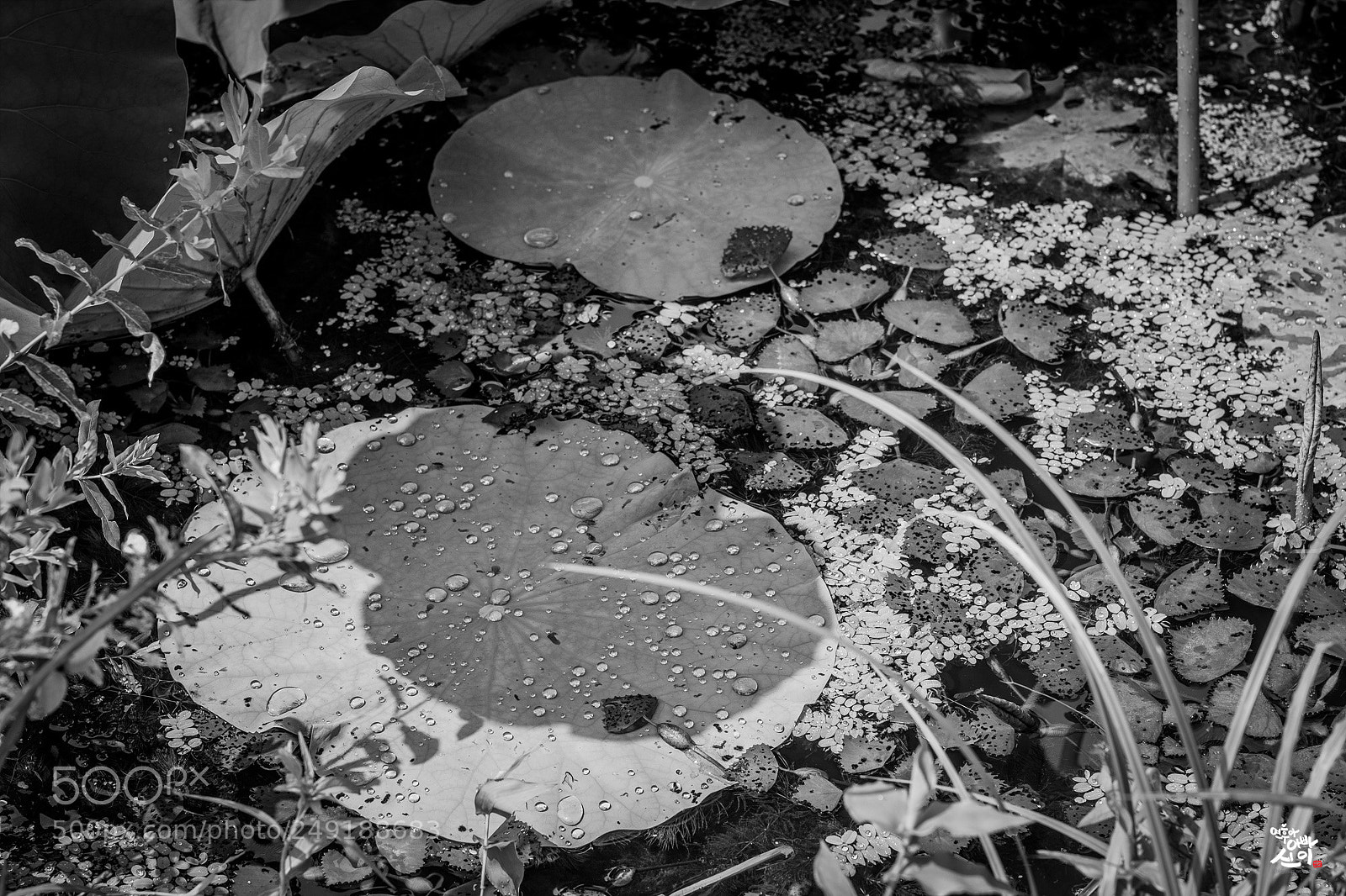 Fujifilm X-T2 sample photo. After rain b&w photography