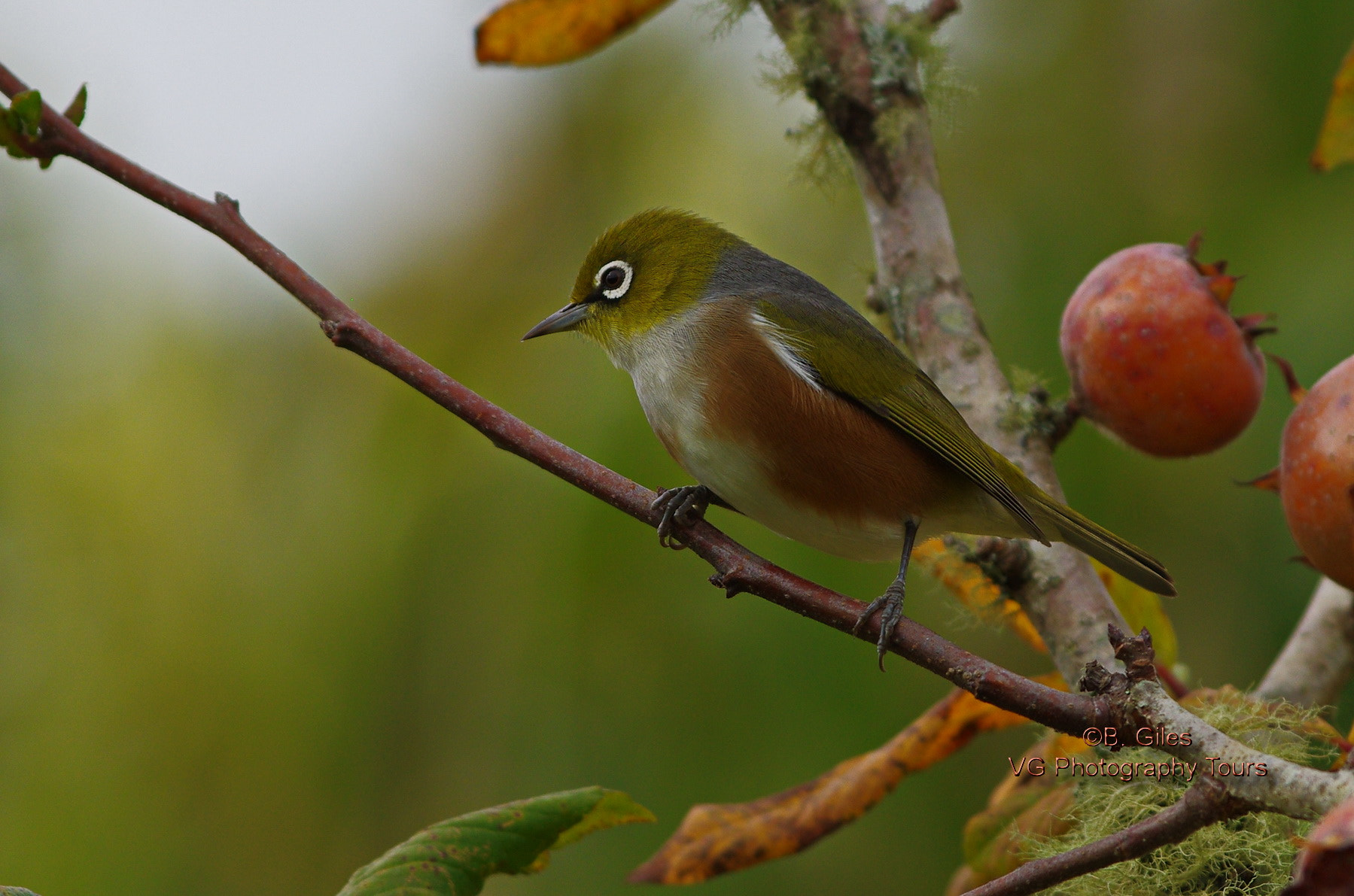 Pentax K-5 IIs sample photo. Silvereye photography