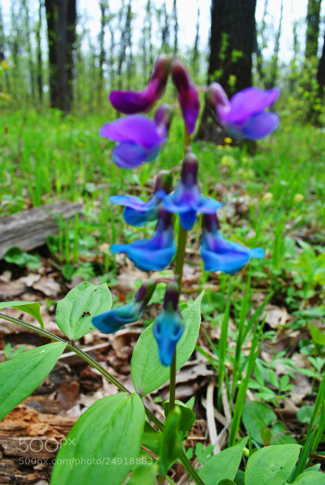 Nikon D3000 sample photo. Flower 1 photography