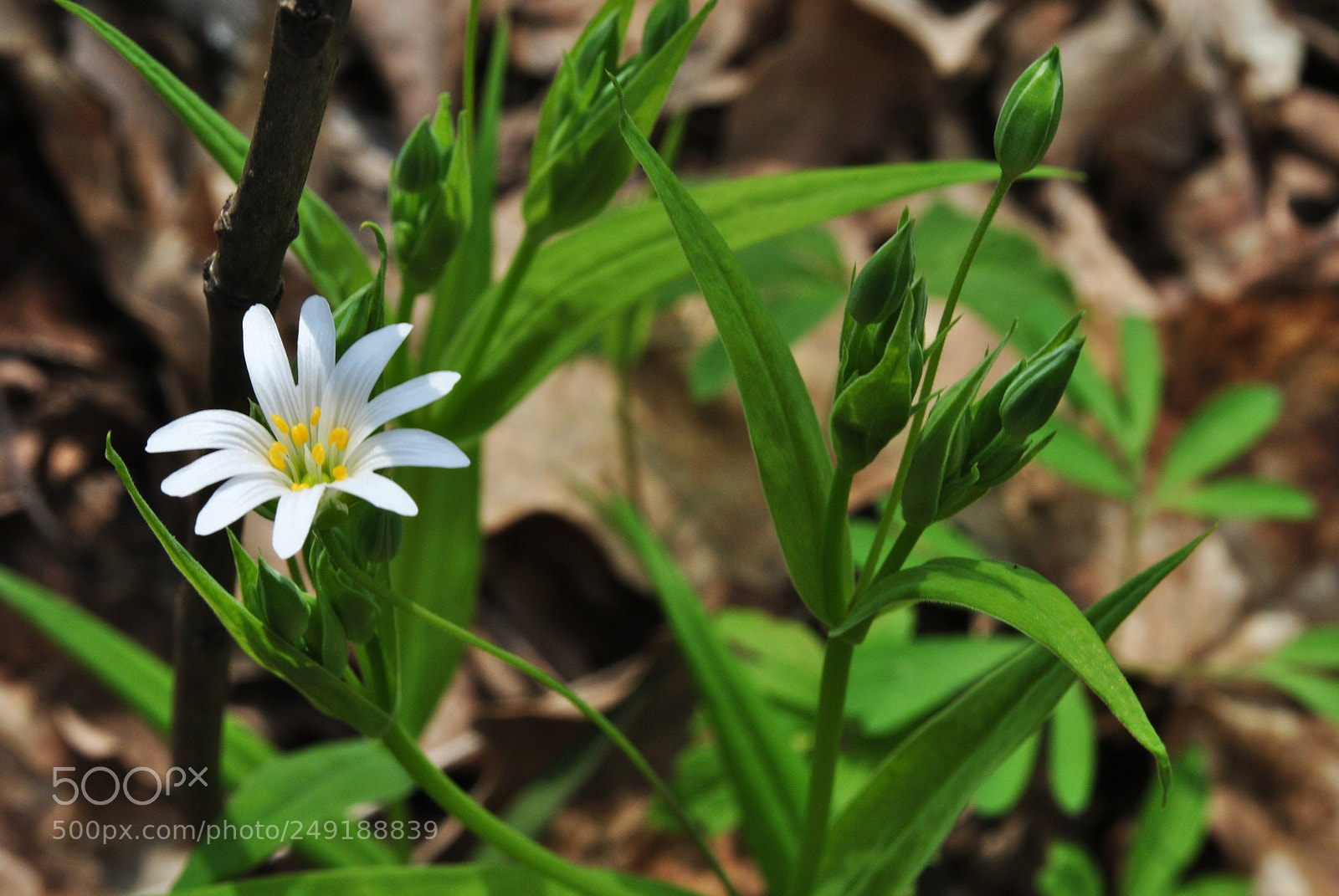 Nikon D3000 sample photo. Flower 2 photography