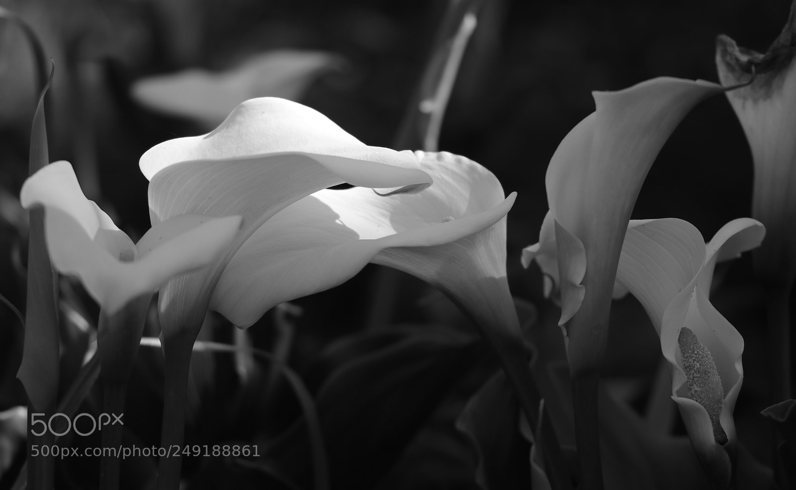 Canon EOS 80D sample photo. A calla lily garden photography