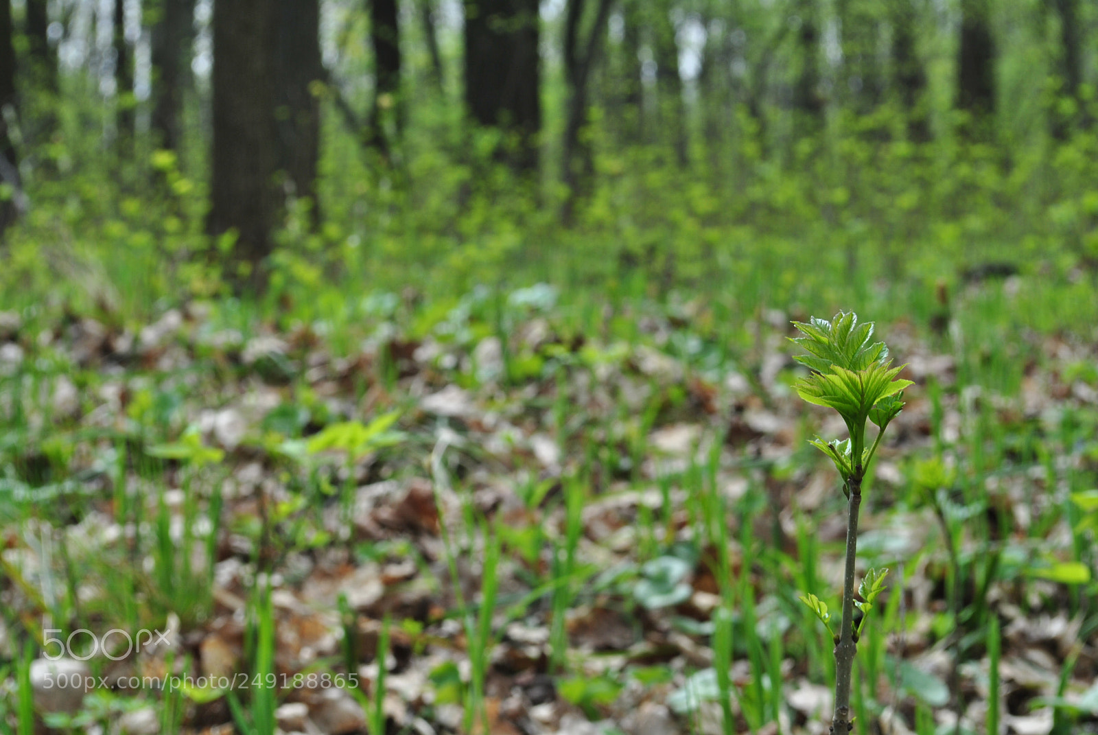 Nikon D3000 sample photo. Vegetation 1 photography